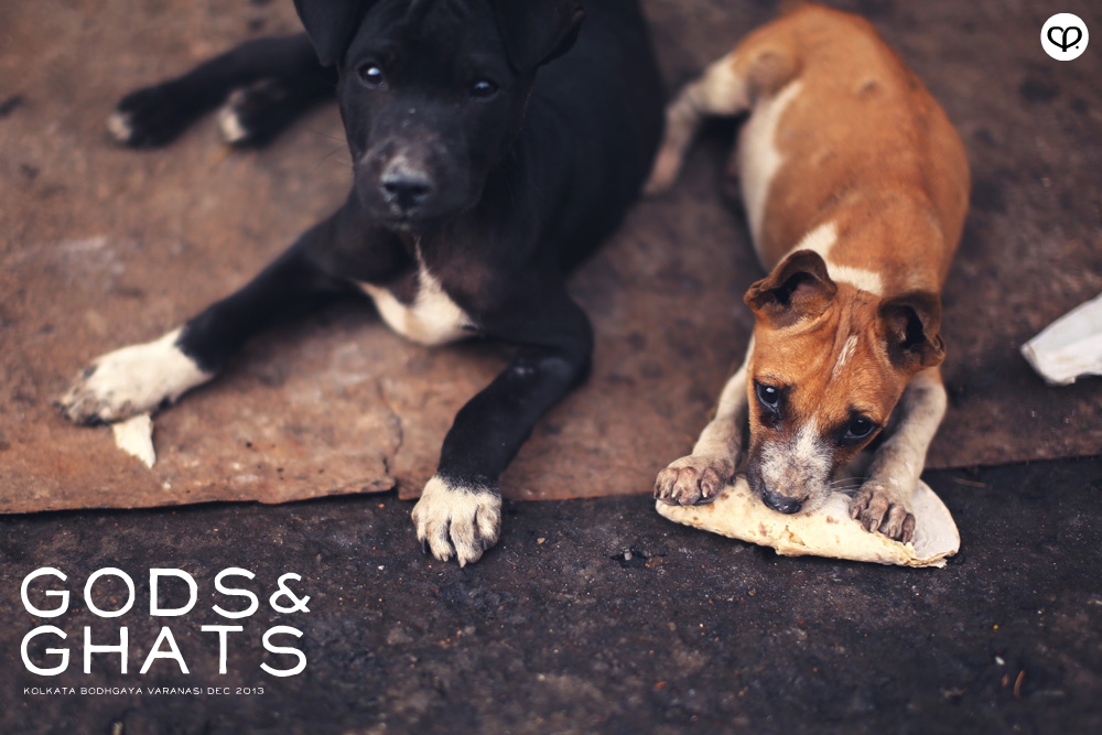 india kolkata varanasi bodhgaya