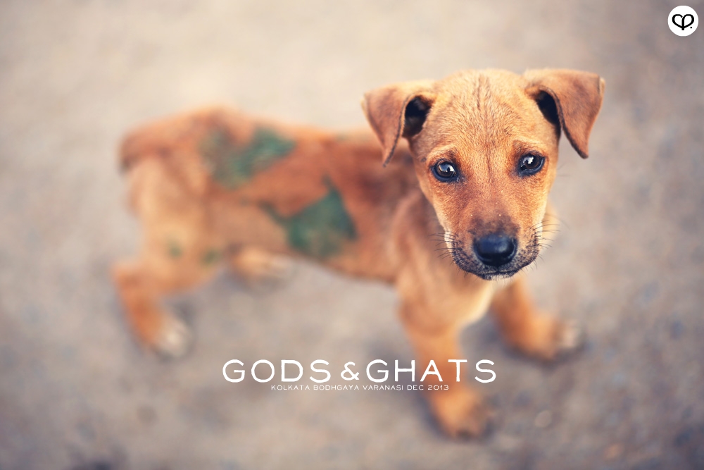 india kolkata varanasi bodhgaya