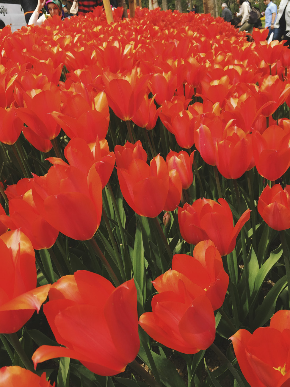 turkey tulips emirgan park