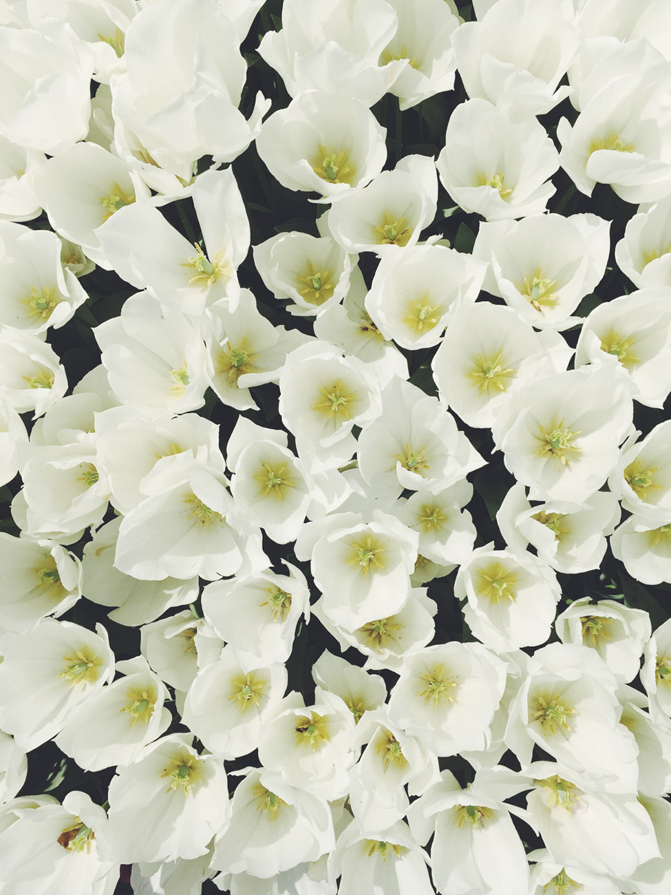 turkey tulips emirgan