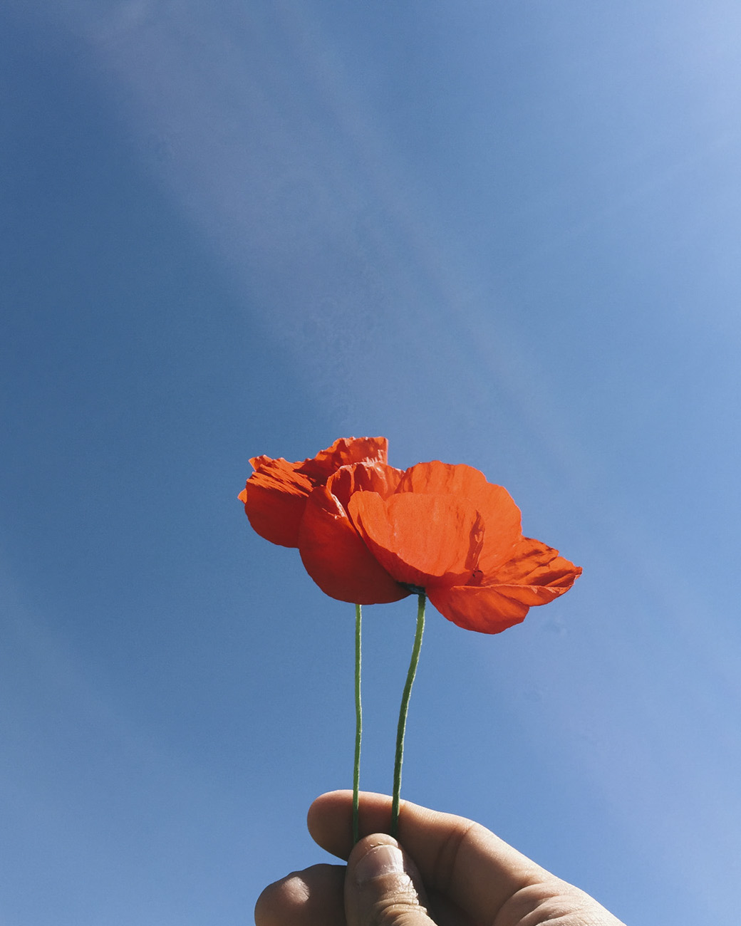 turkey poppi flower spring