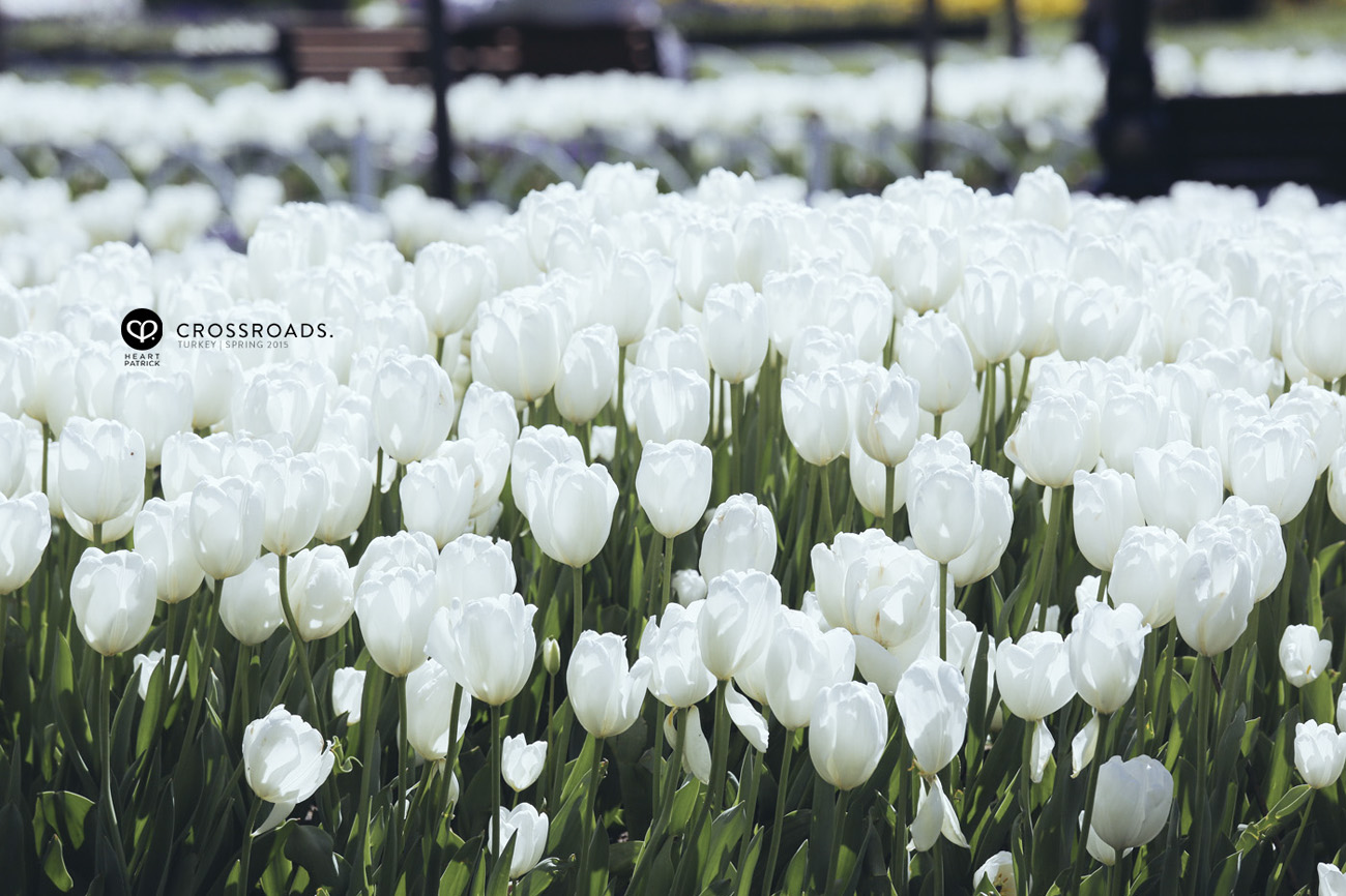 travel turkey istanbul tulips full bloom hagia sophia park