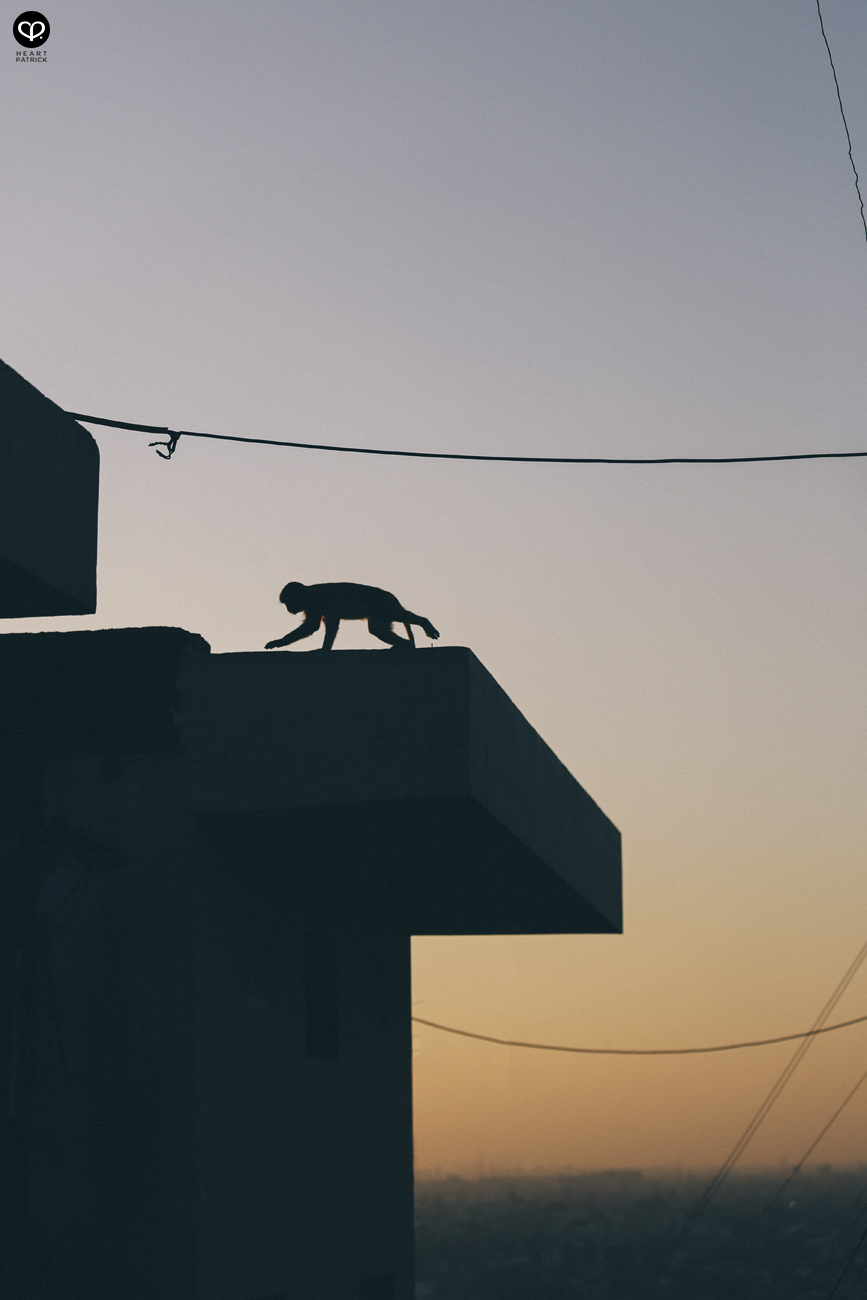 india rajasthan travel photojournalism street photography jaipur jodhpur udaipur jaisalmer