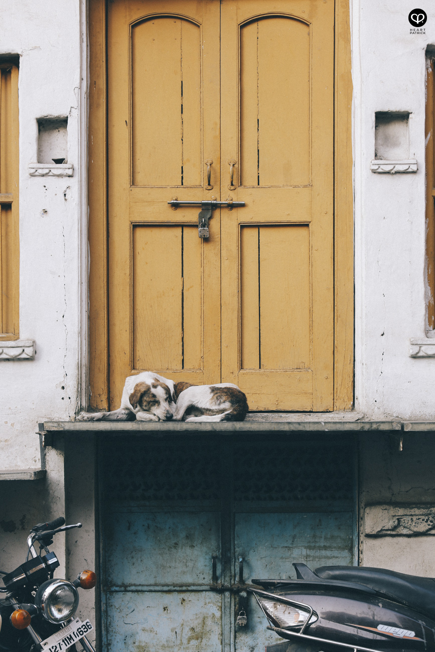 india rajasthan travel photojournalism street photography jaipur jodhpur udaipur jaisalmer