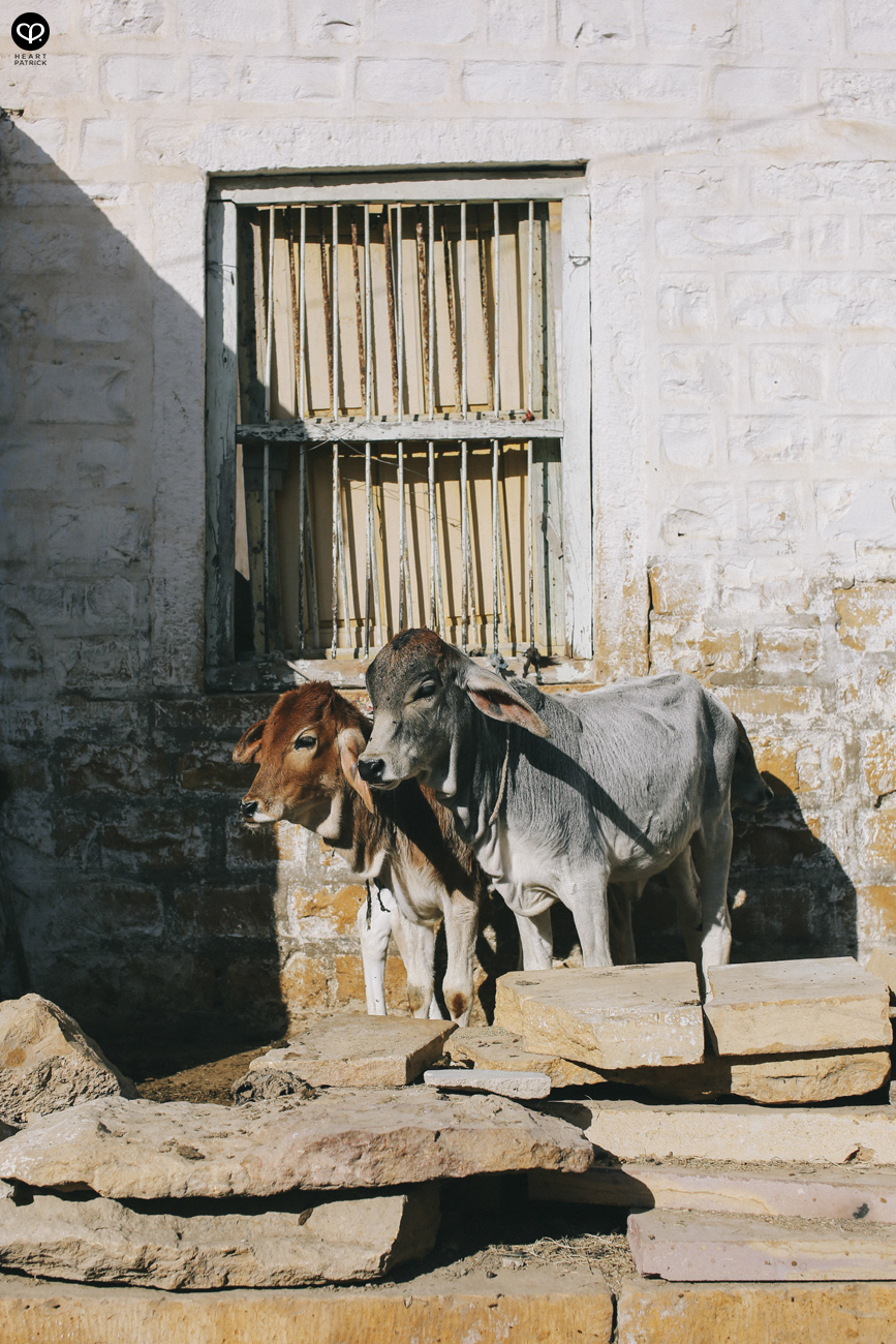 india rajasthan travel photojournalism street photography jaipur jodhpur udaipur jaisalmer