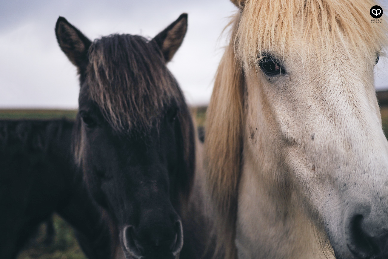 heartpatrick travel iceland adventure