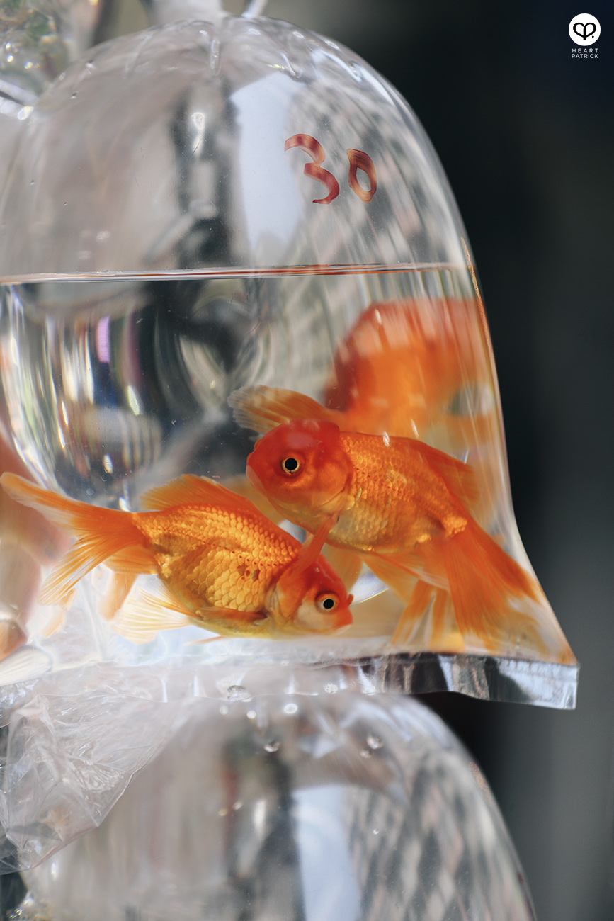 heartpatrick travel street architecture photography hong kong