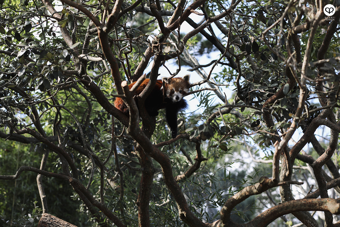 heartpatrick travel assignment for AirAsia Sydneysider New South Wales Australia travelogue