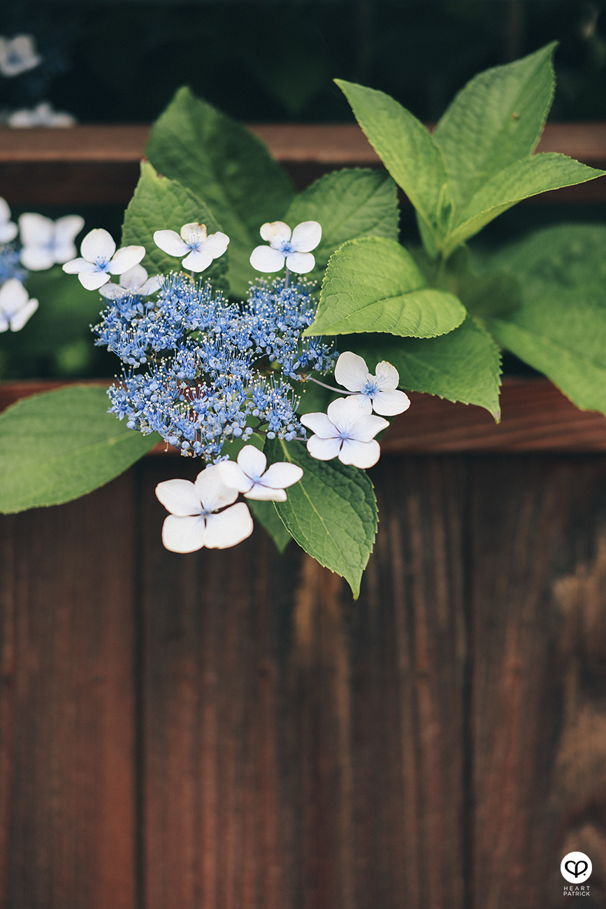heartpatrick travel street japan osaka