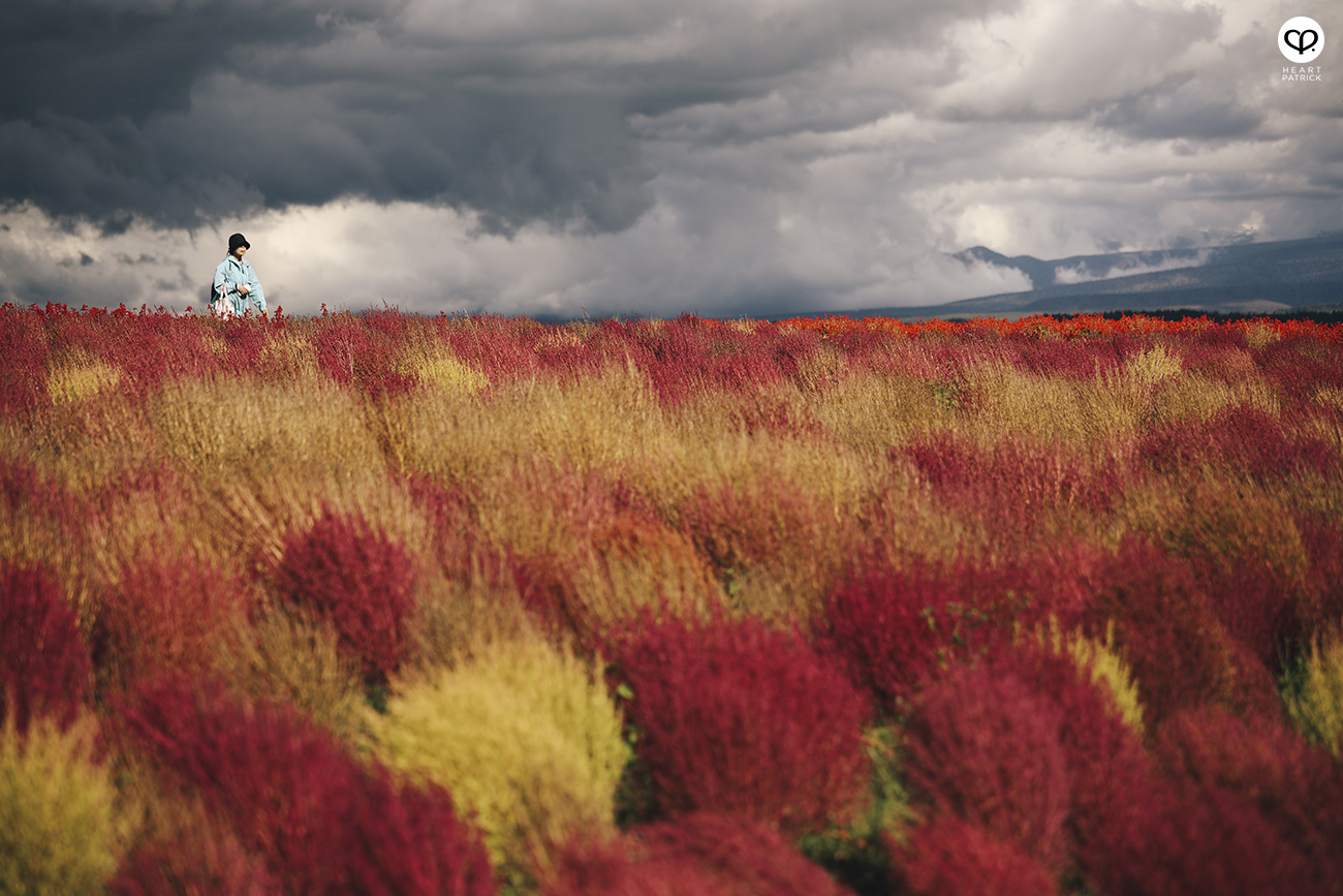 heartpatrick travel photography photojournalism hokkaido japan street furano flower field