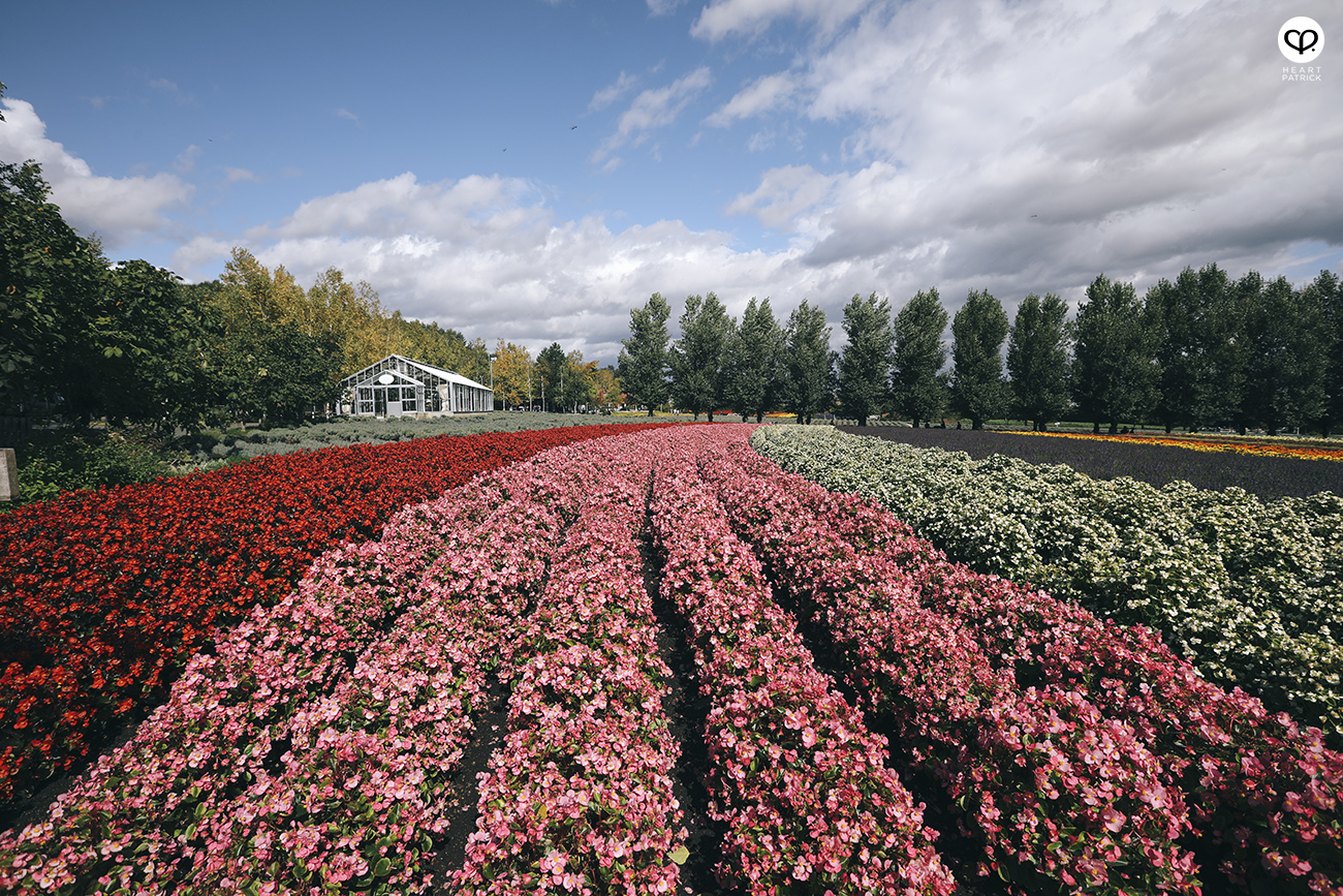 heartpatrick travel photography photojournalism hokkaido japan street tomita farm furano