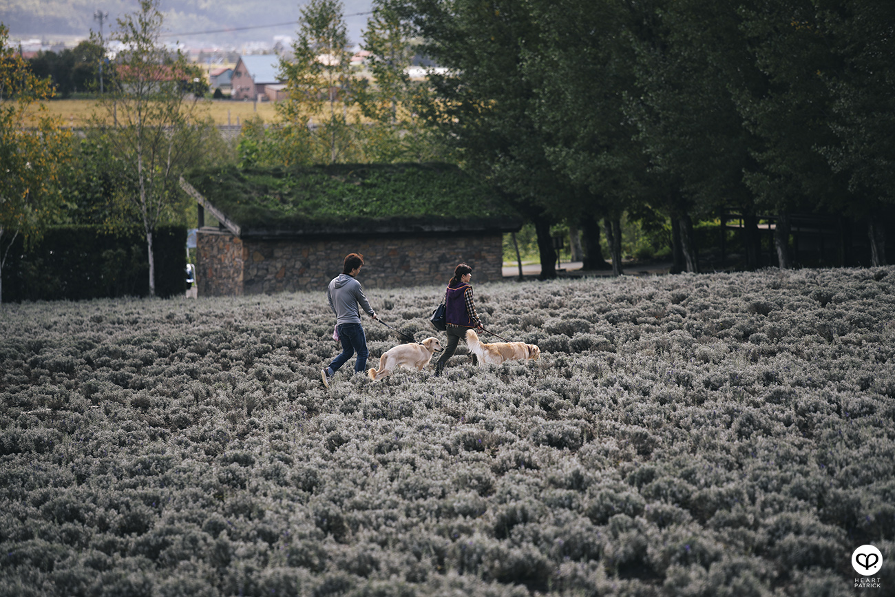 heartpatrick travel photography photojournalism hokkaido japan street tomita farm furano