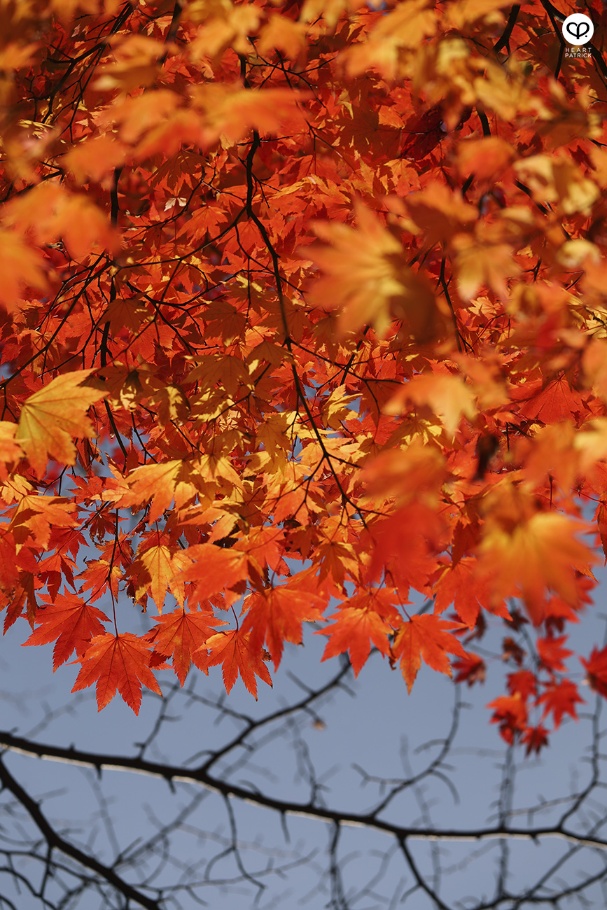 heartpatrick travel street photojournalism sapporo hokkaido