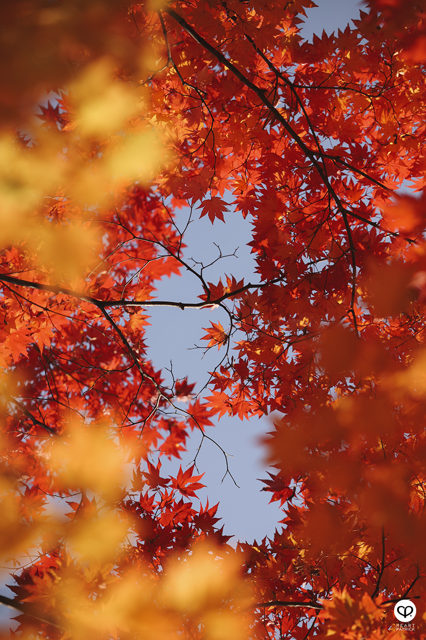 heartpatrick travel street photojournalism sapporo hokkaido