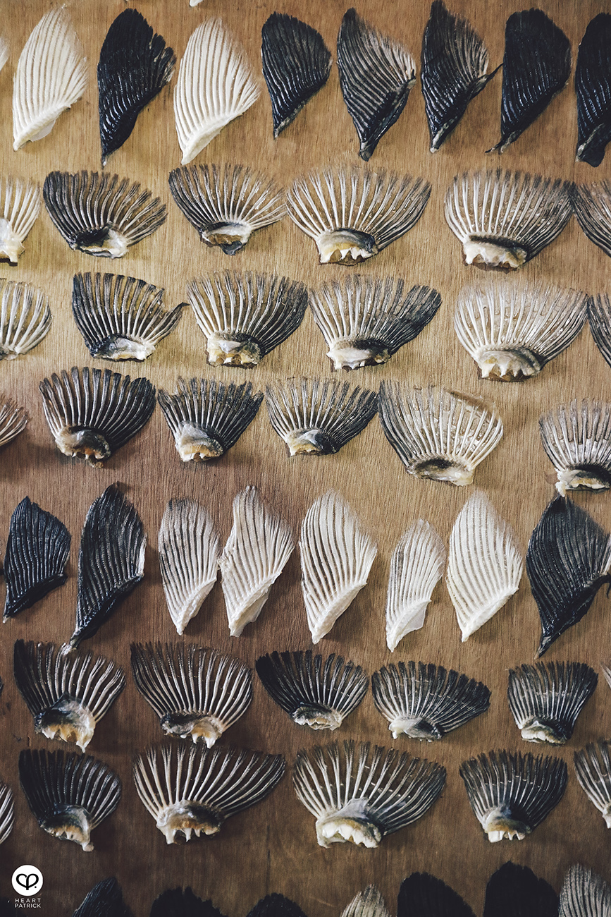 heartpatrick travel japan kyushu island fukuoka