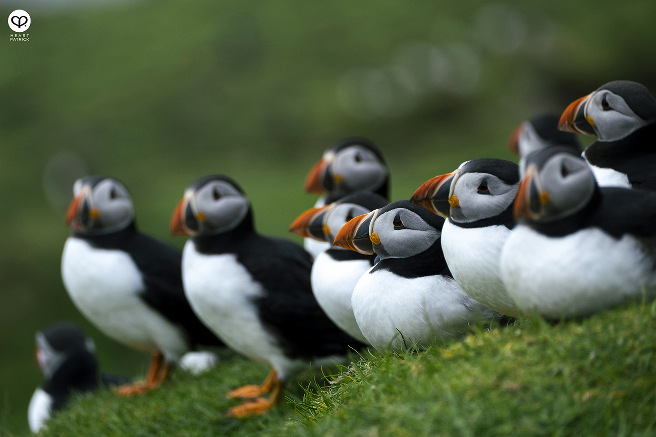 heartpatrick travel photography faroe islands