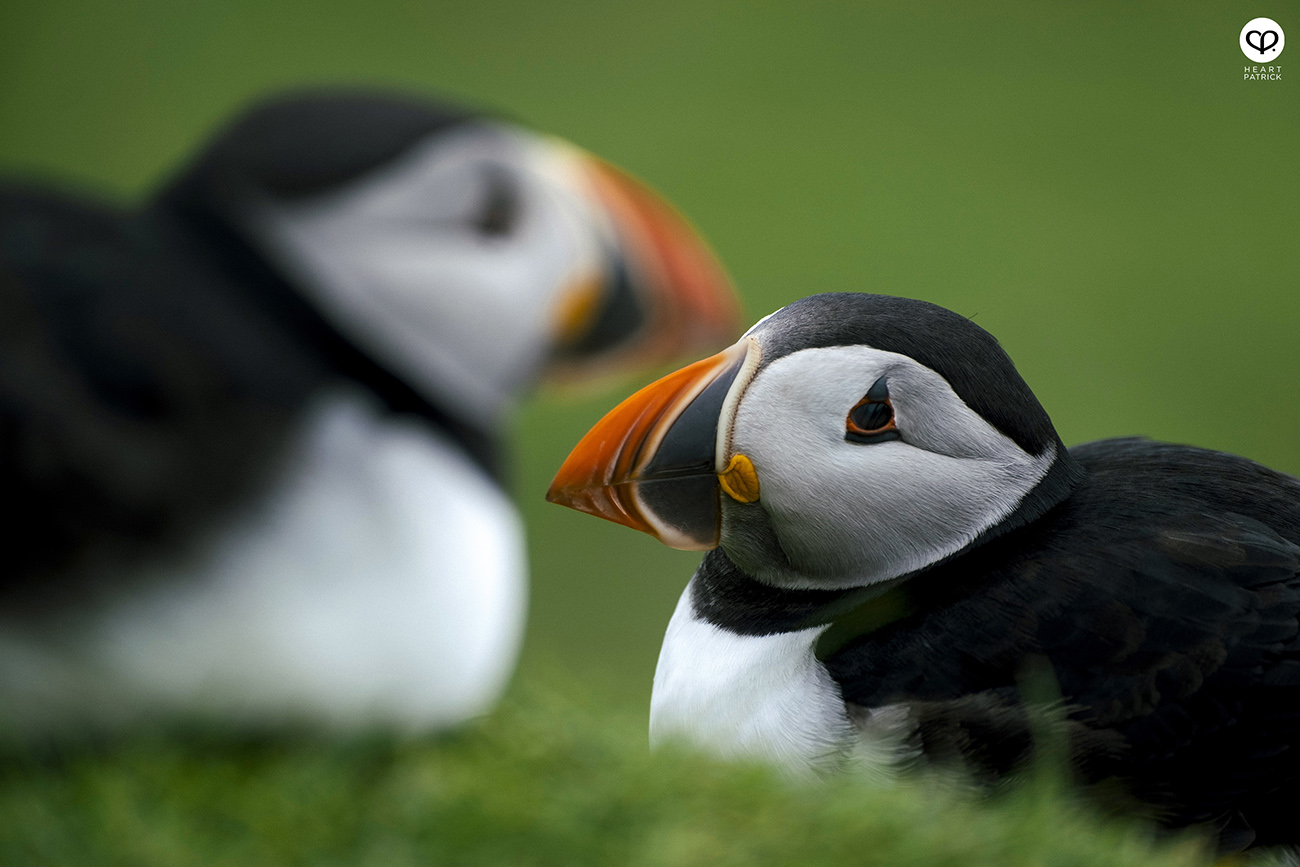 heartpatrick travel photography faroe islands