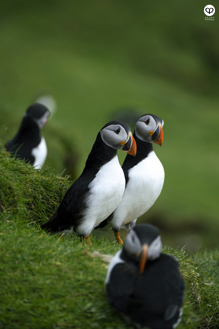 heartpatrick travel photography faroe islands