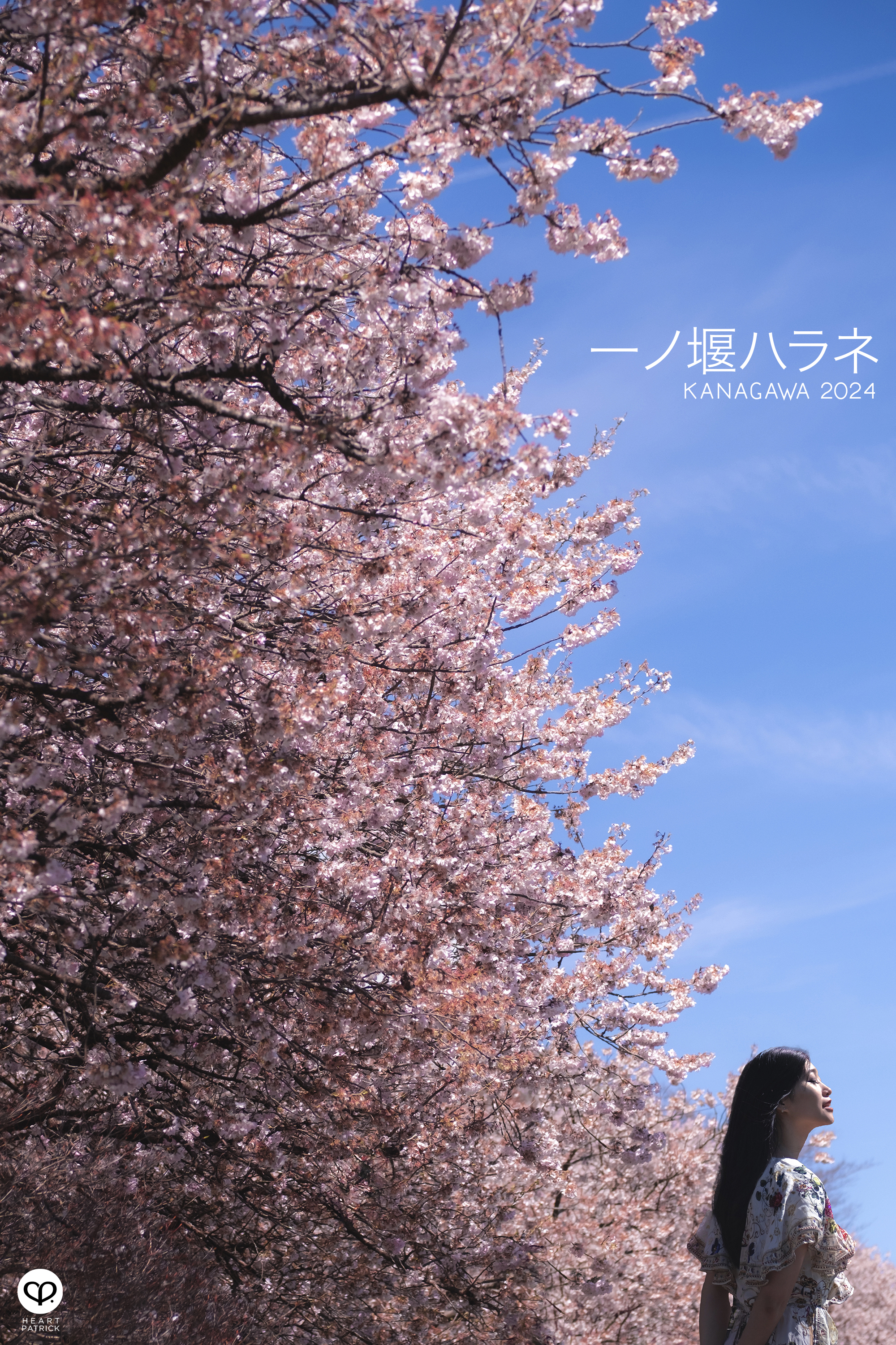 heartpatrick travel japan kanagawa sakura hanami spring flowers