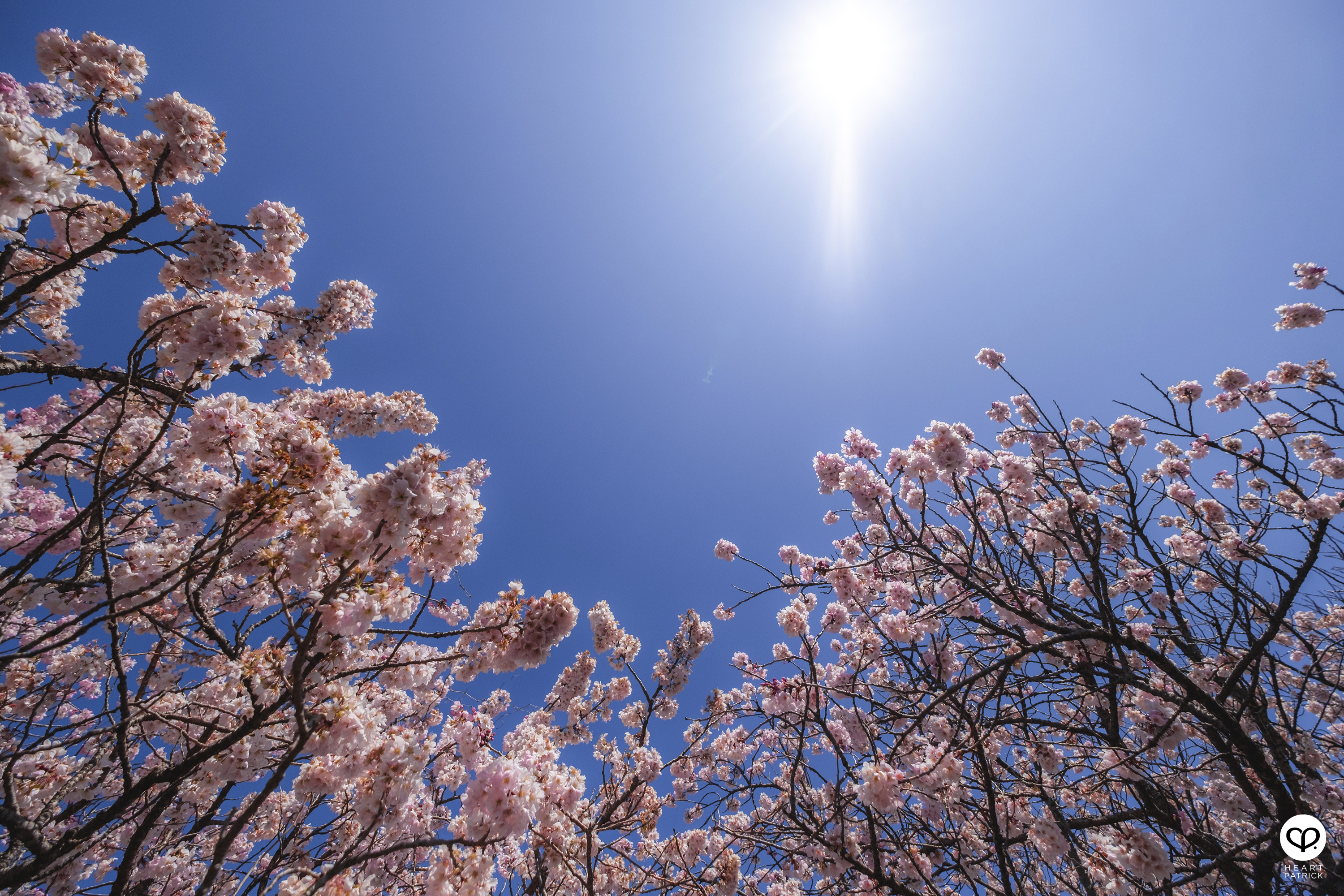 heartpatrick travel japan kanagawa sakura hanami spring flowers