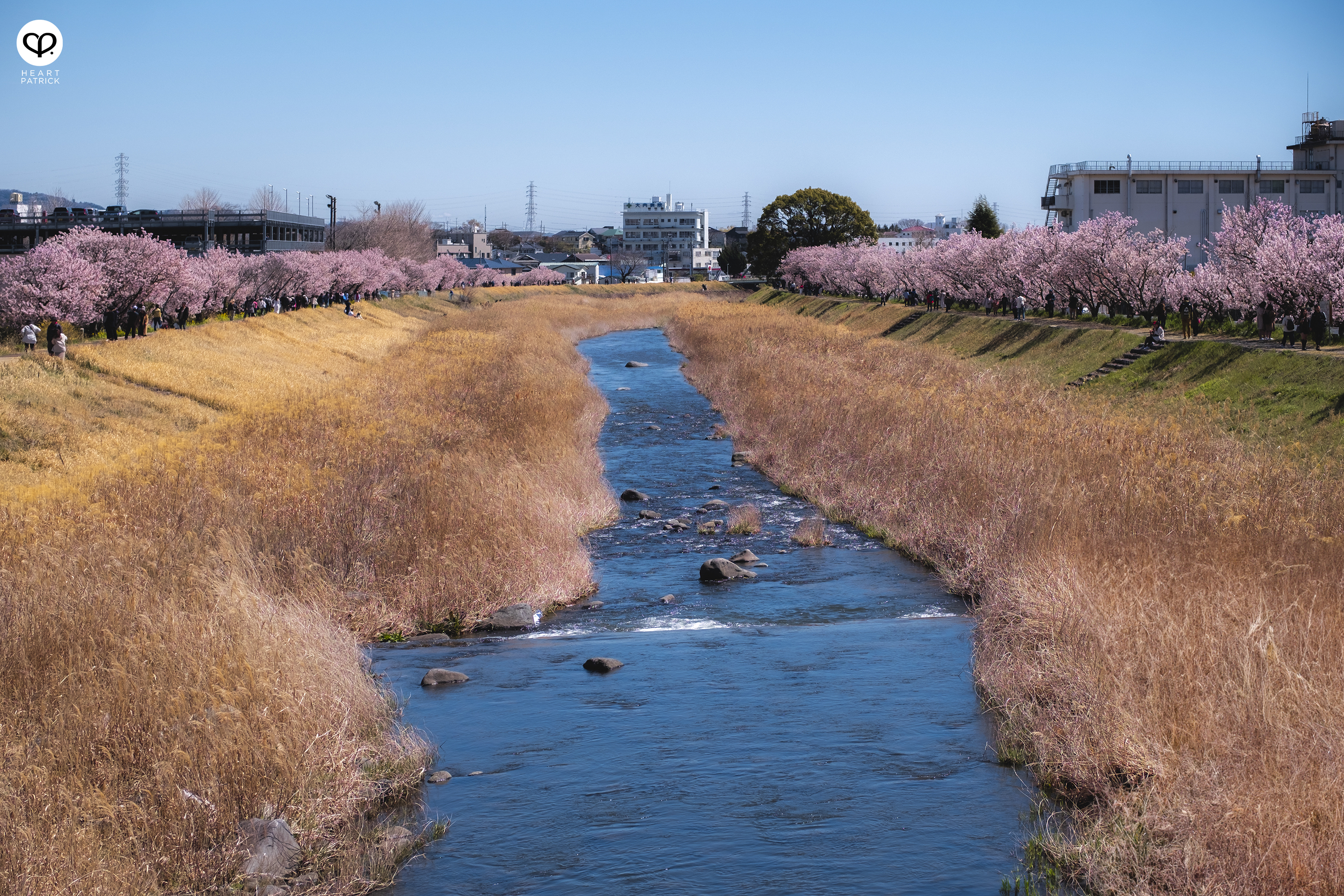 heartpatrick travel japan kanagawa sakura hanami spring flowers