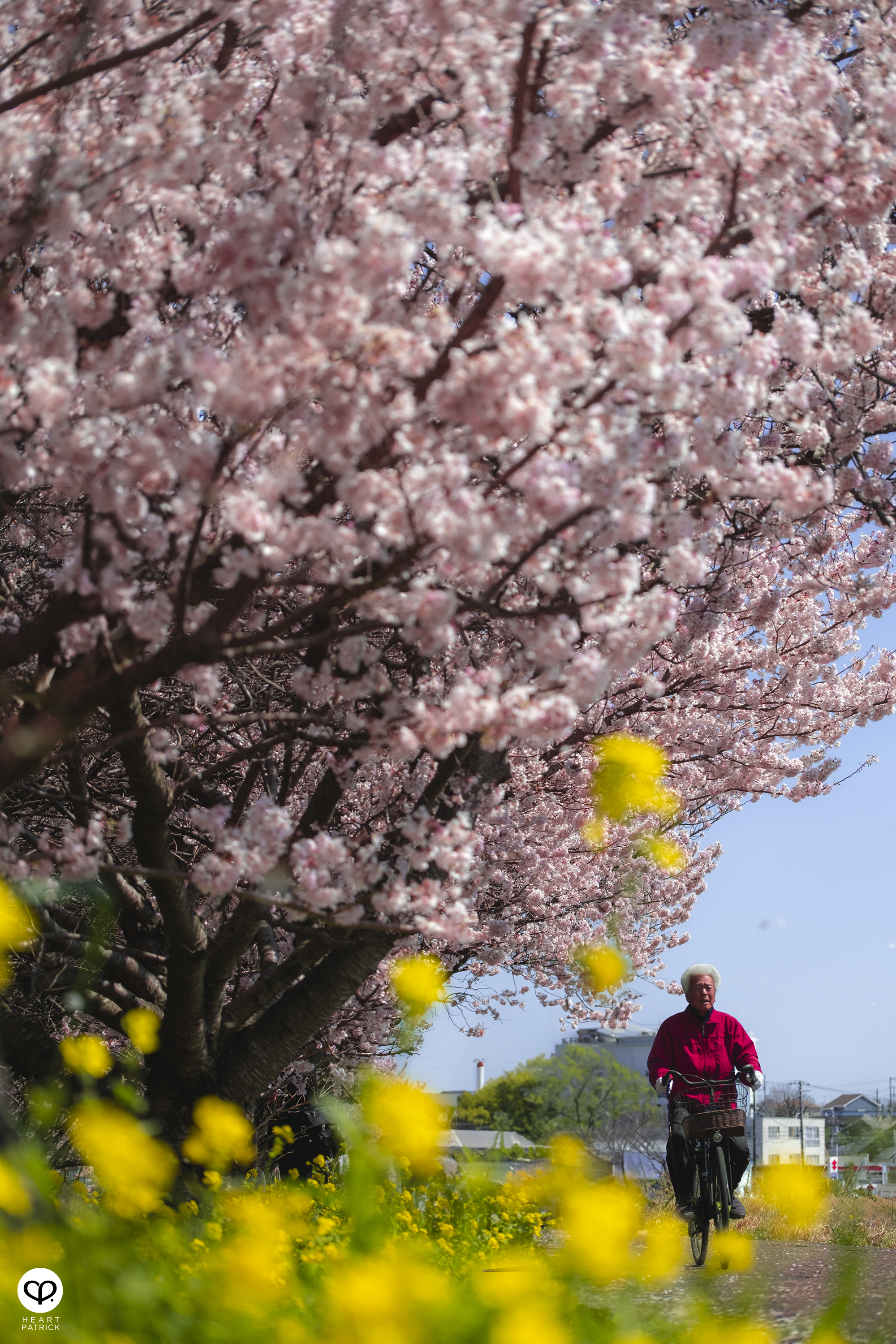 heartpatrick travel japan kanagawa sakura hanami spring flowers