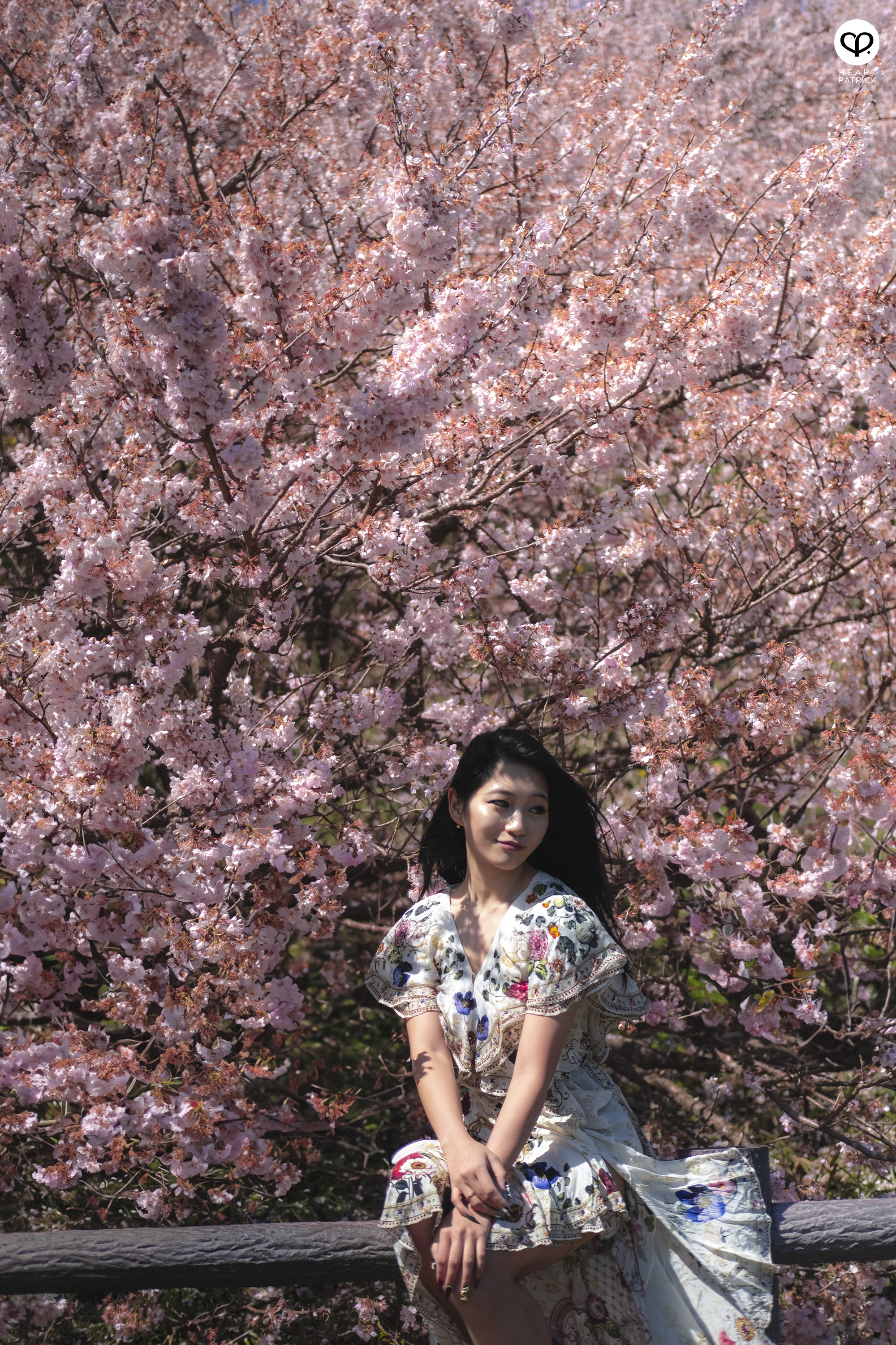 heartpatrick travel japan kanagawa sakura hanami spring flowers