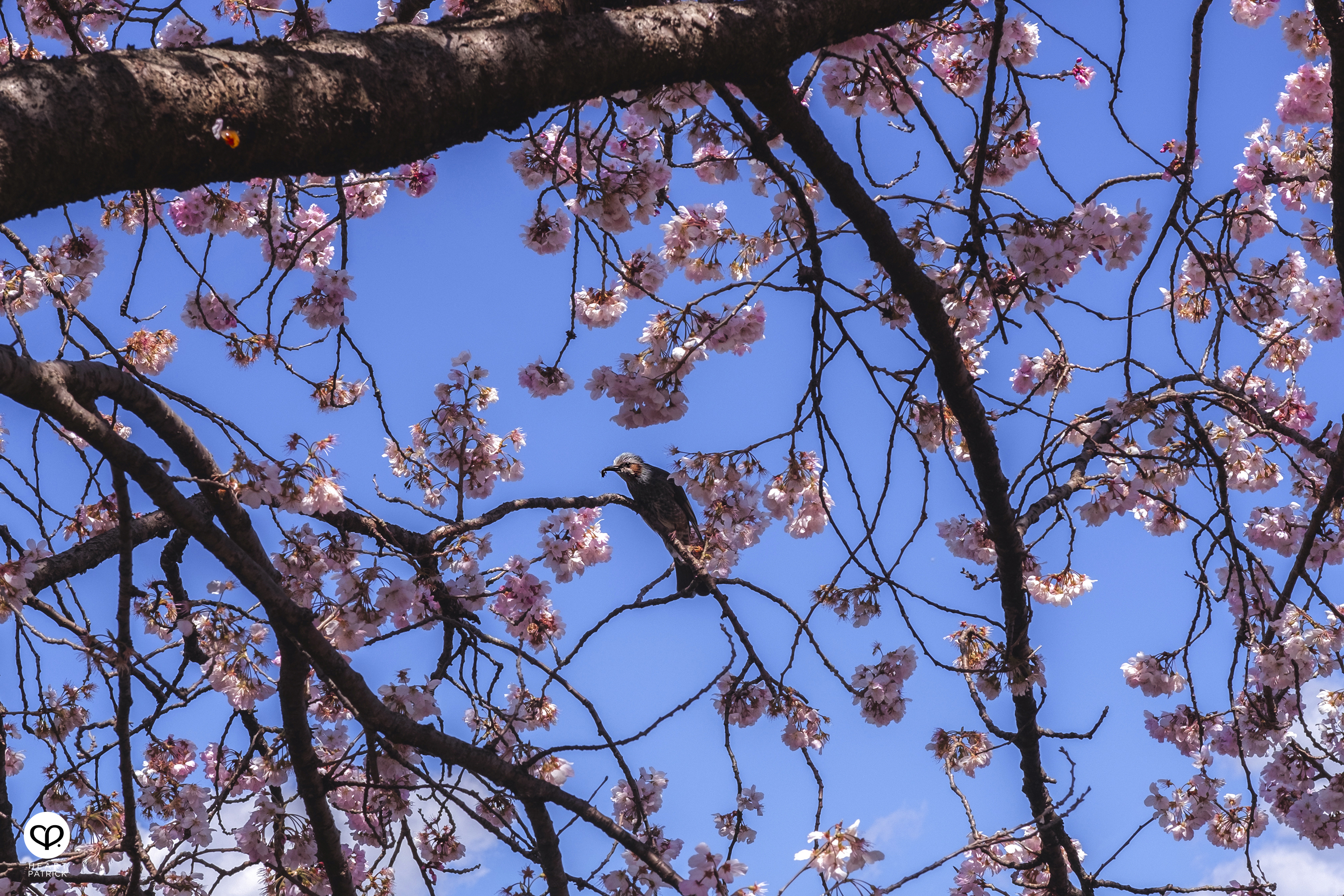 heartpatrick travel japan kanagawa sakura hanami spring flowers