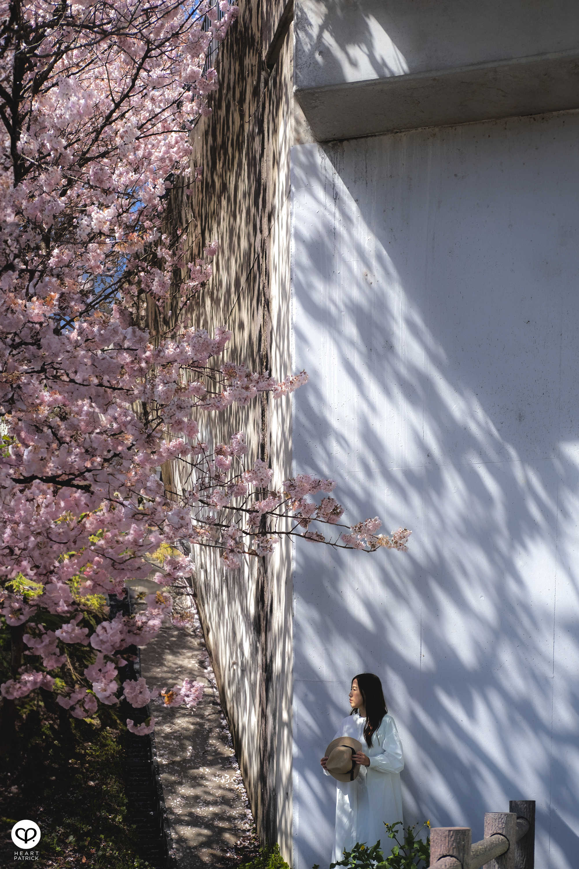 heartpatrick travel japan kanagawa sakura hanami spring flowers