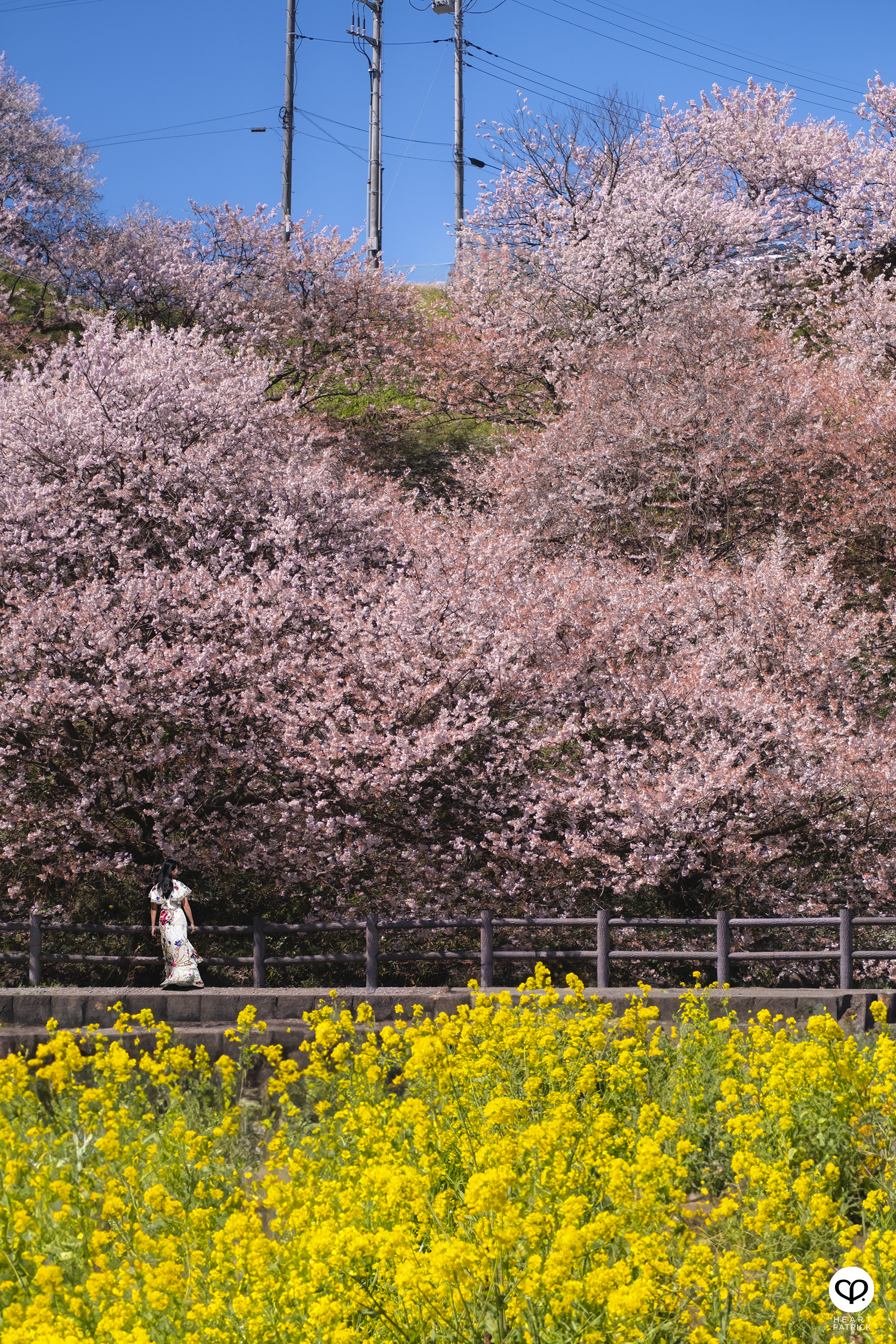 heartpatrick travel japan kanagawa sakura hanami spring flowers