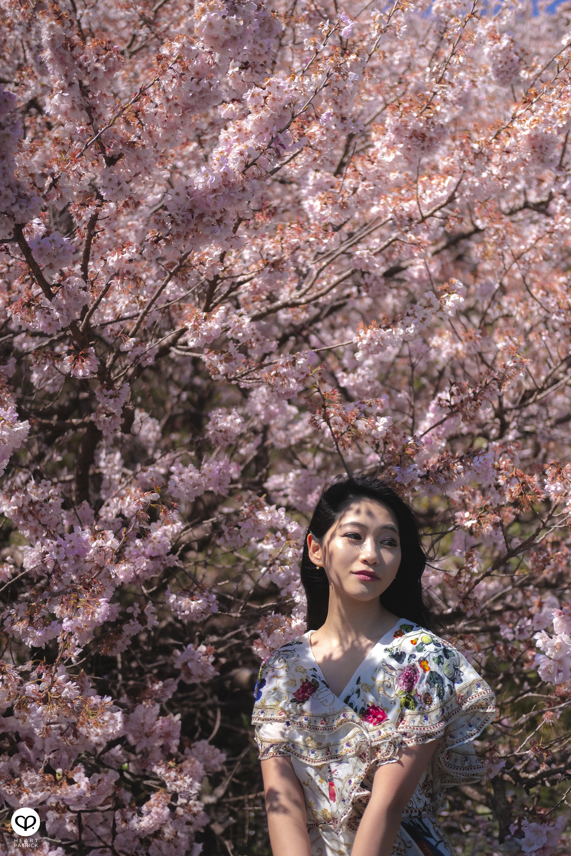 heartpatrick travel japan kanagawa sakura hanami spring flowers