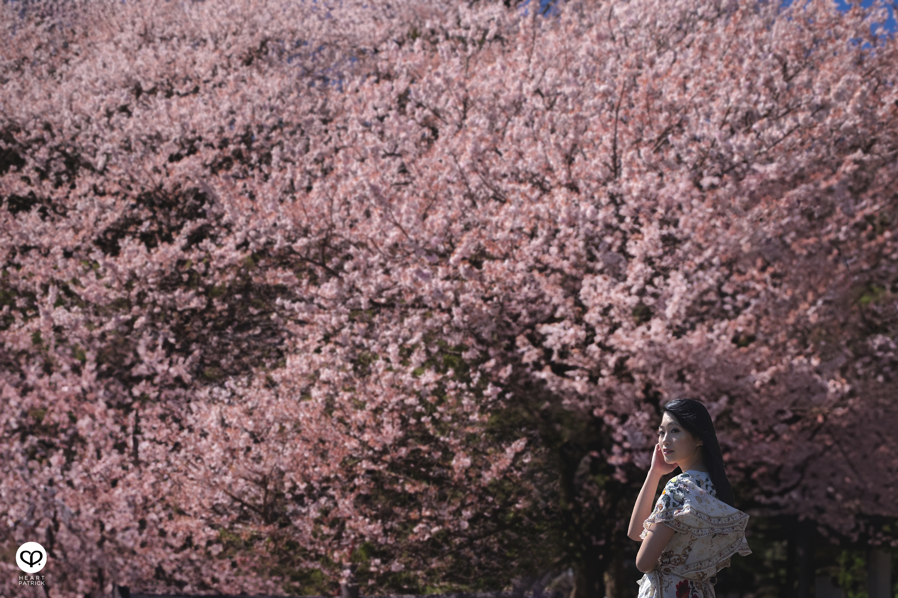 heartpatrick travel japan kanagawa sakura hanami spring flowers