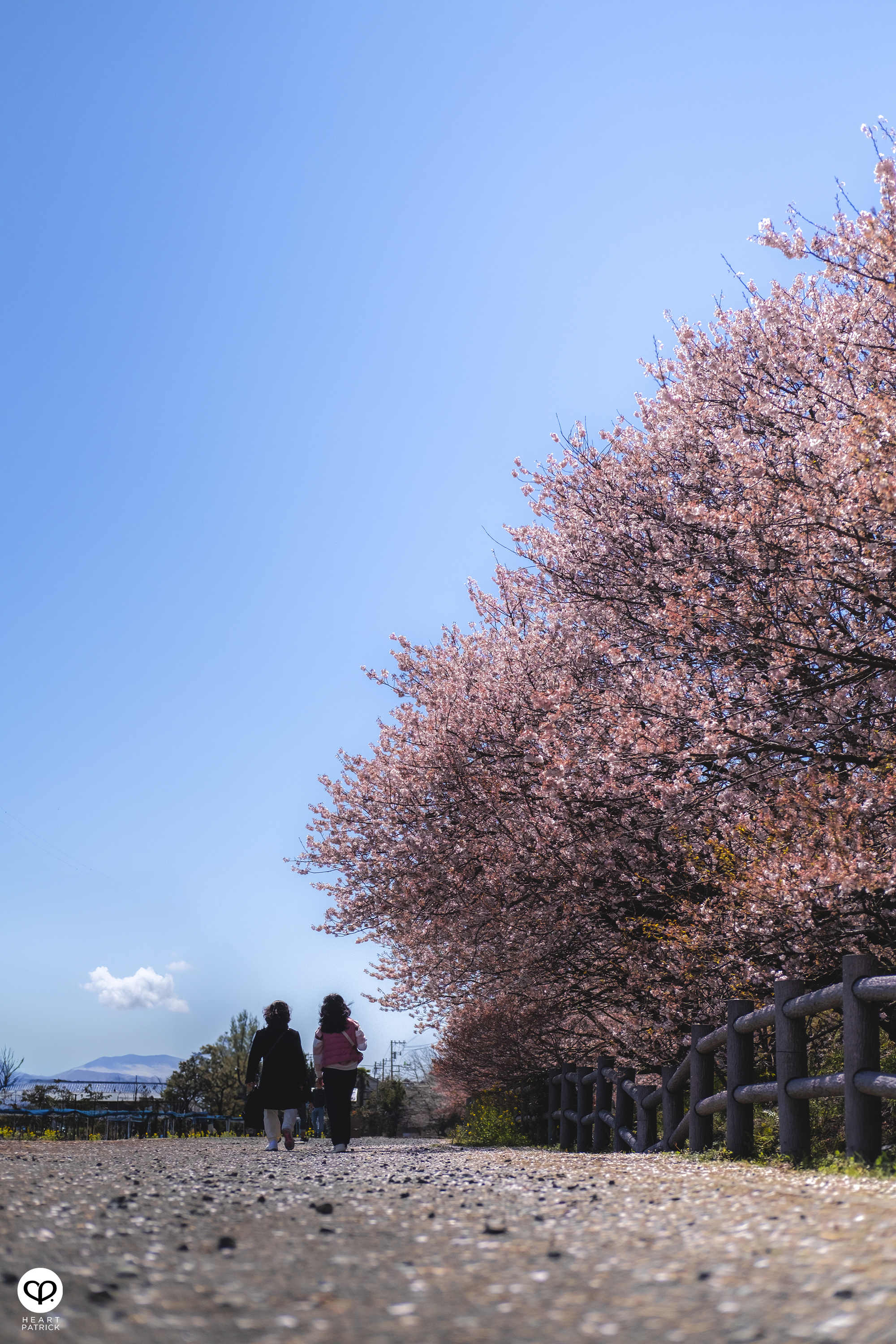 heartpatrick travel japan kanagawa sakura hanami spring flowers