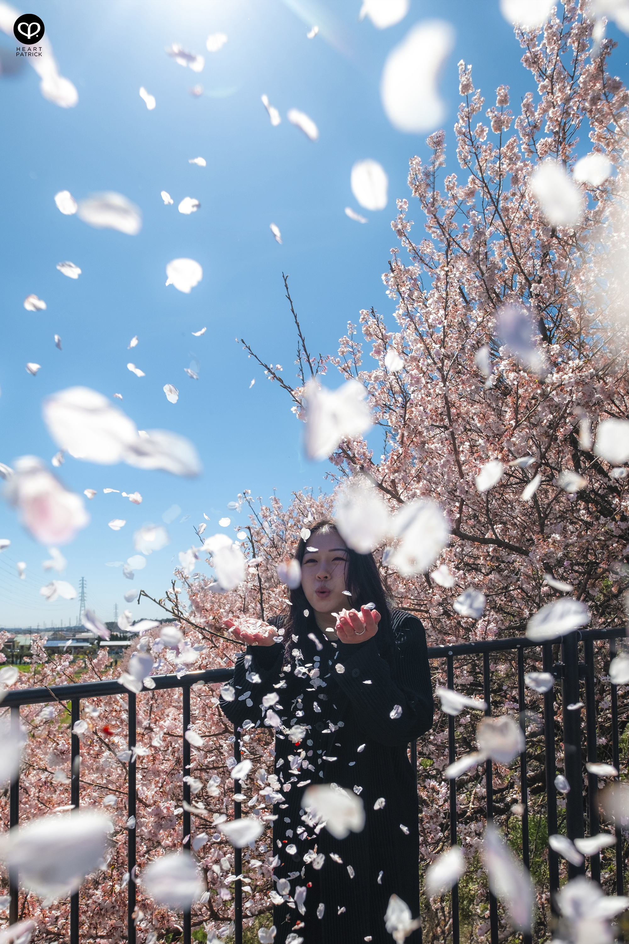 heartpatrick travel japan kanagawa sakura hanami spring flowers