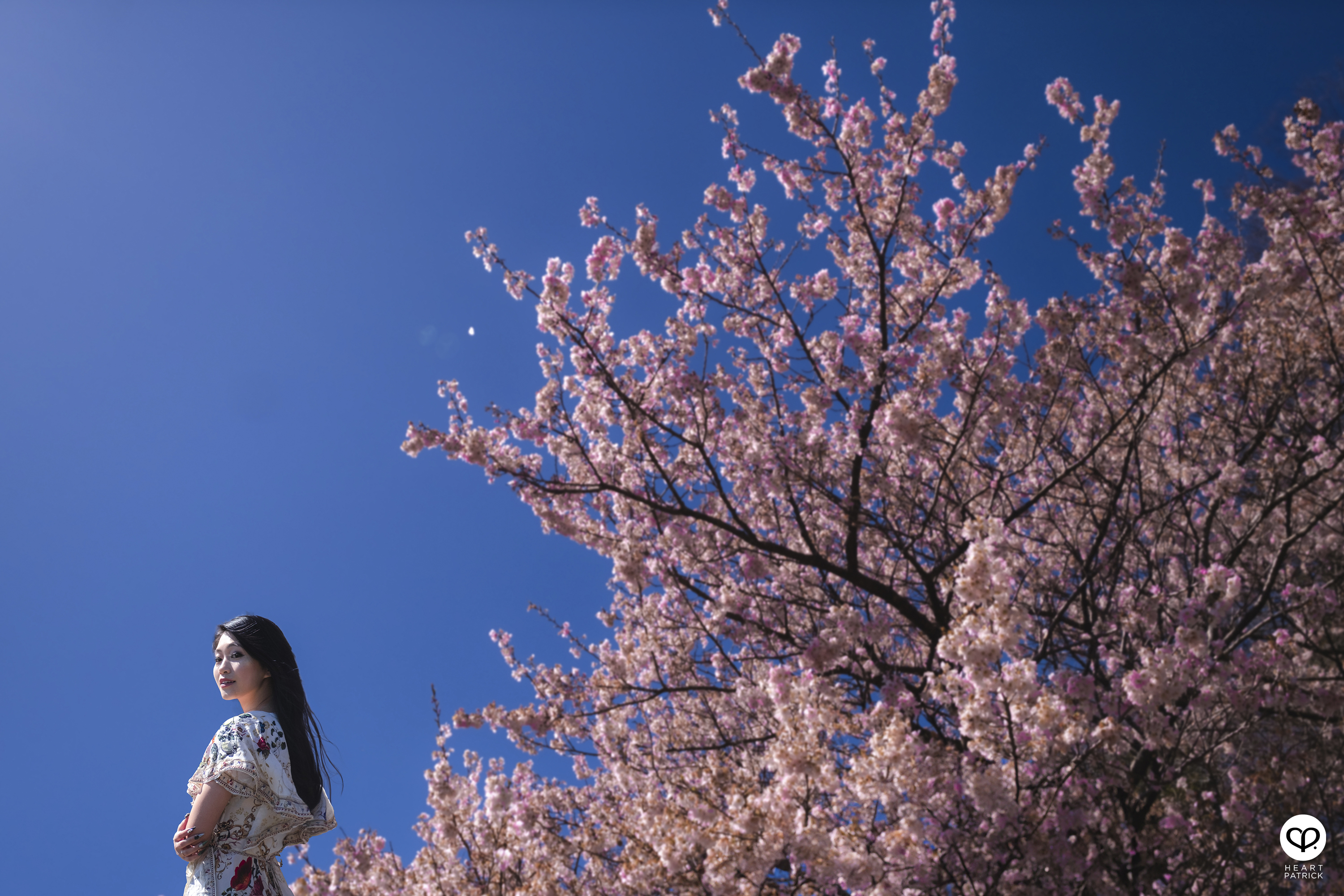 heartpatrick travel japan kanagawa sakura hanami spring flowers