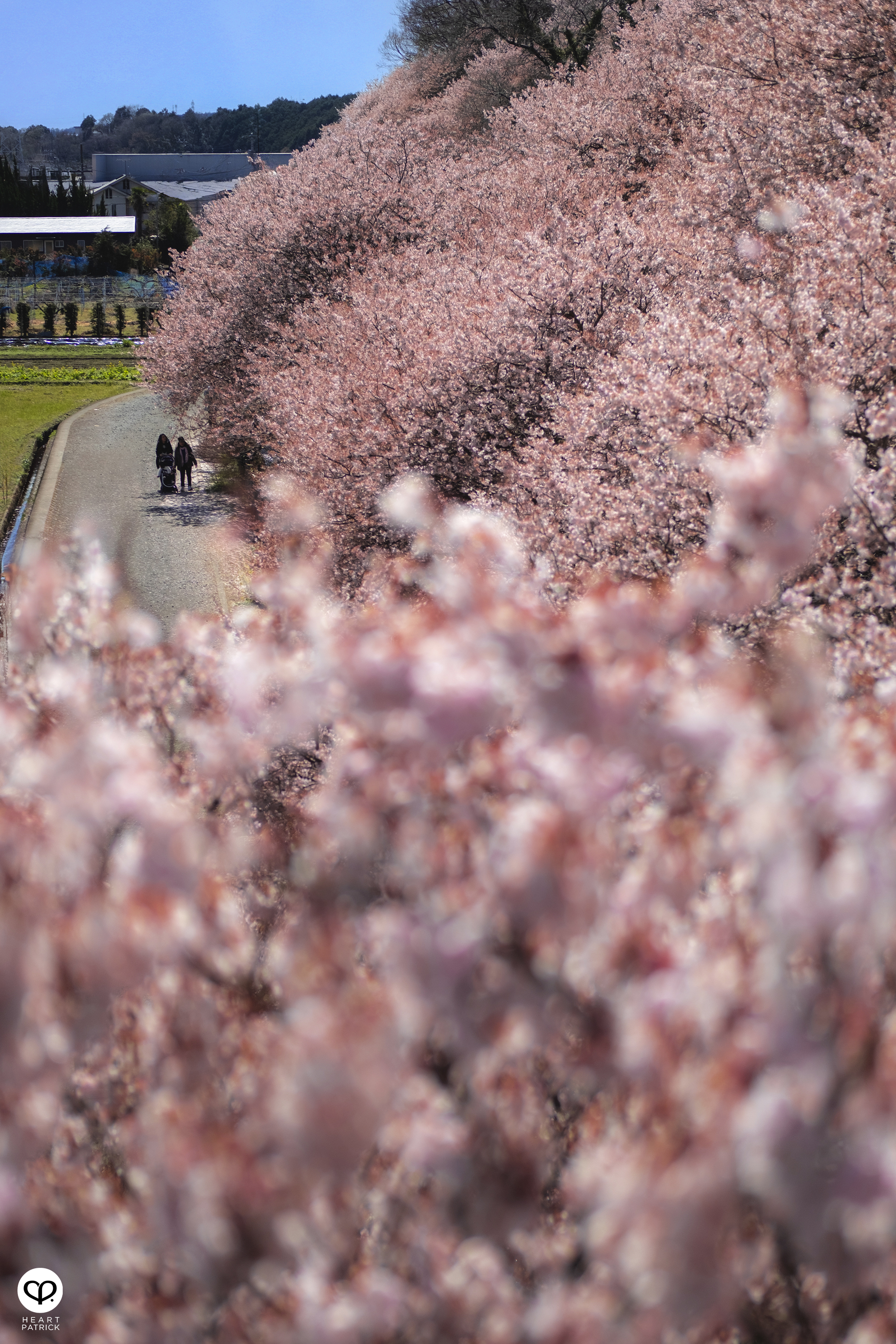 heartpatrick travel japan kanagawa sakura hanami spring flowers