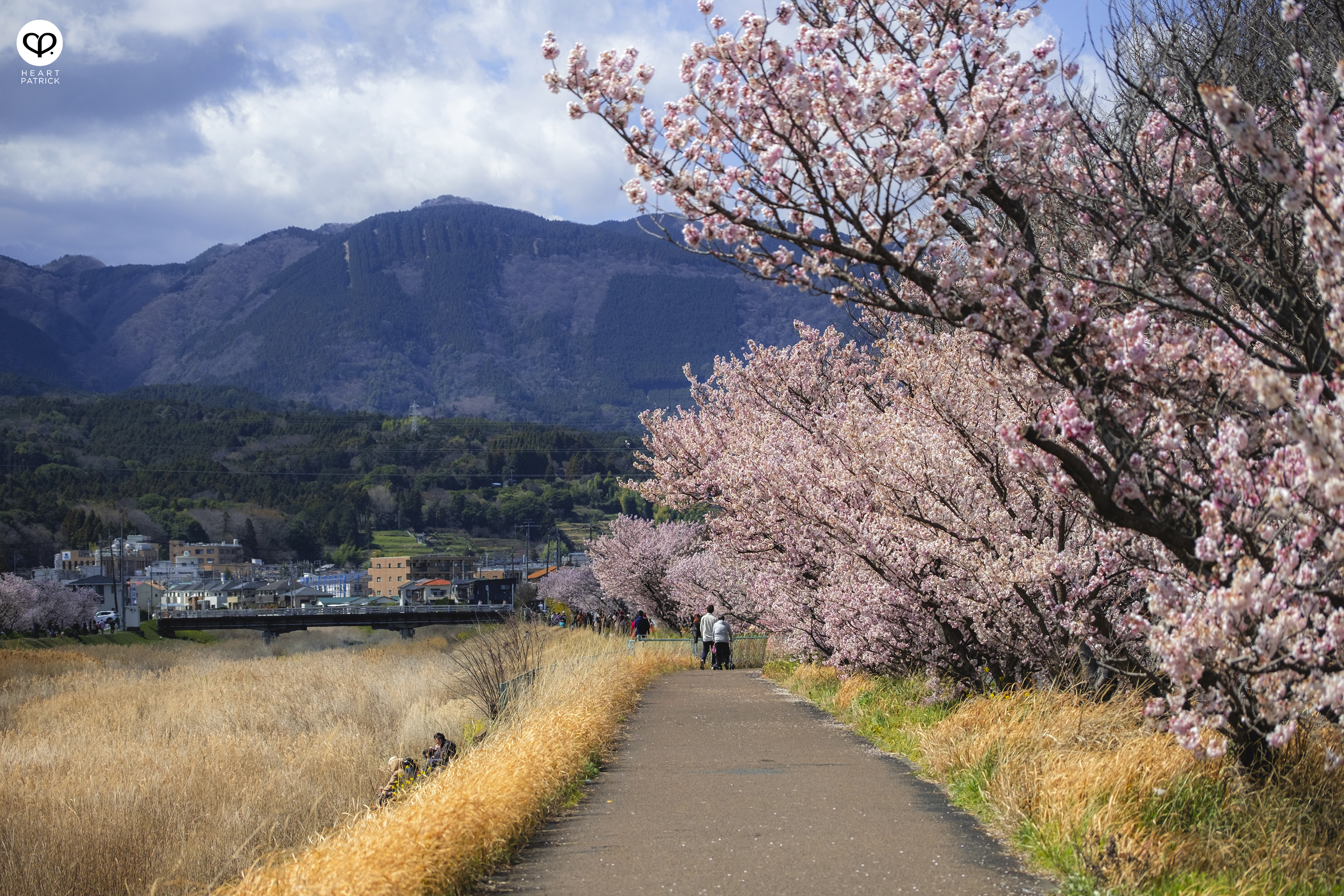 heartpatrick travel japan kanagawa sakura hanami spring flowers