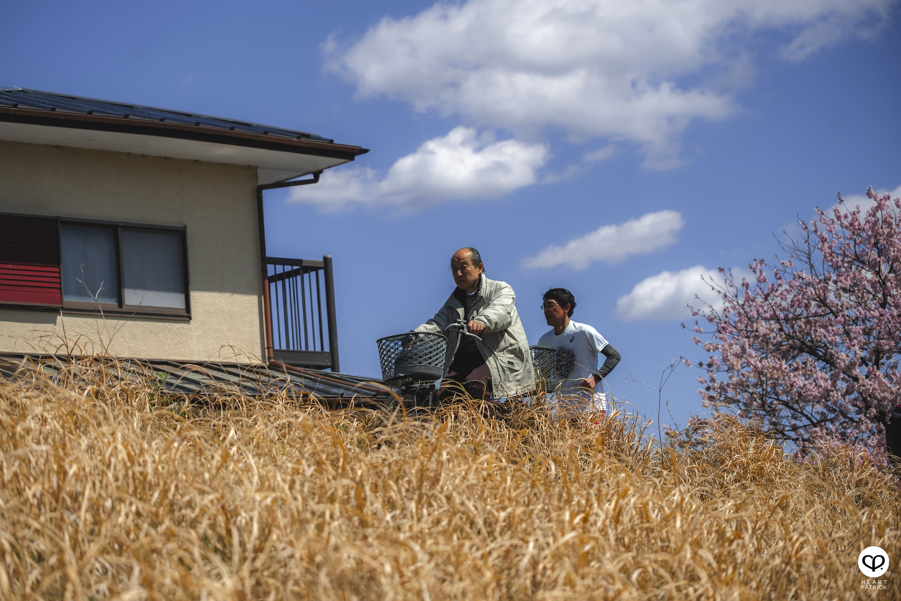 heartpatrick travel japan kanagawa sakura hanami spring flowers