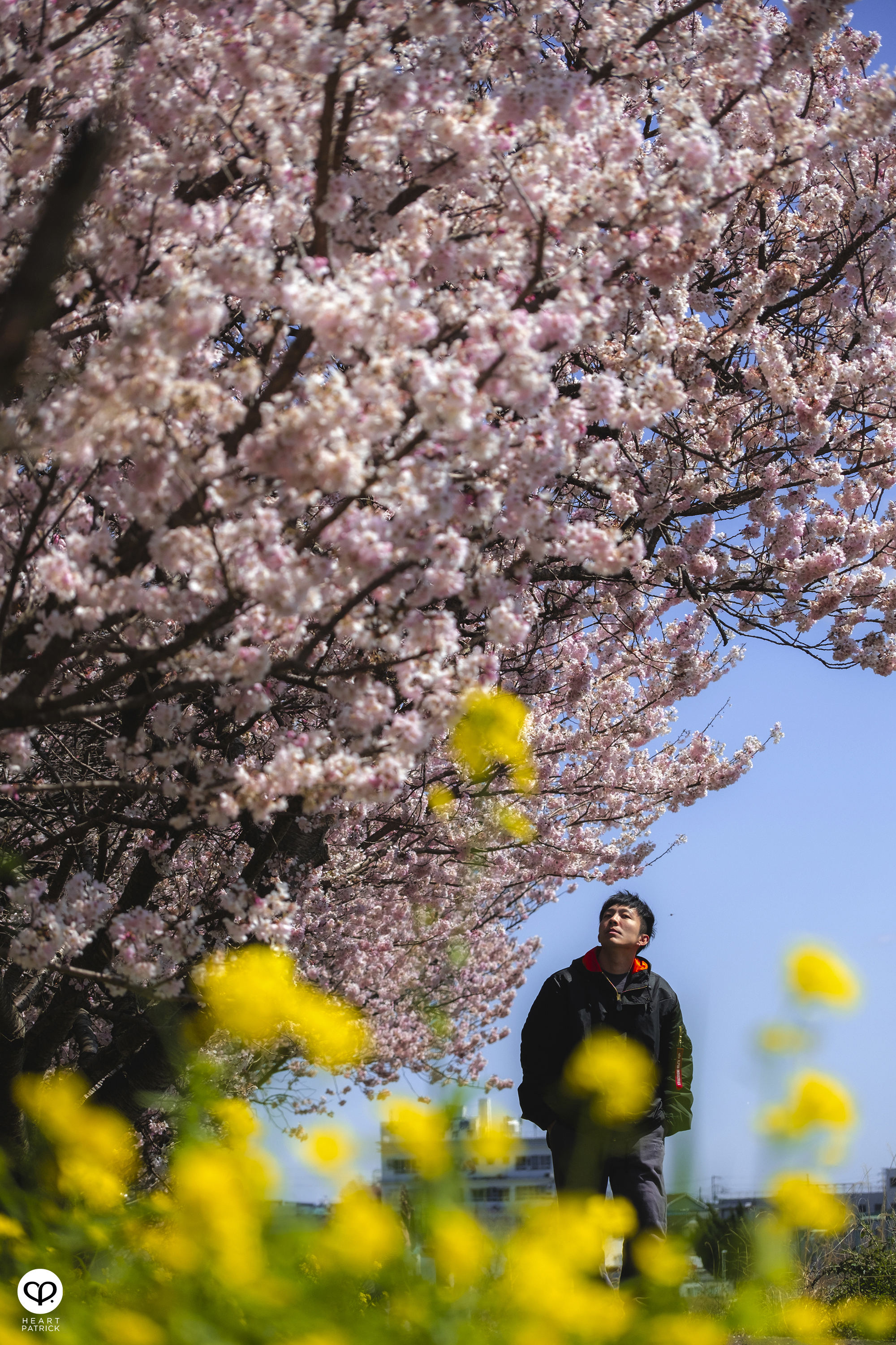 heartpatrick travel japan kanagawa sakura hanami spring flowers
