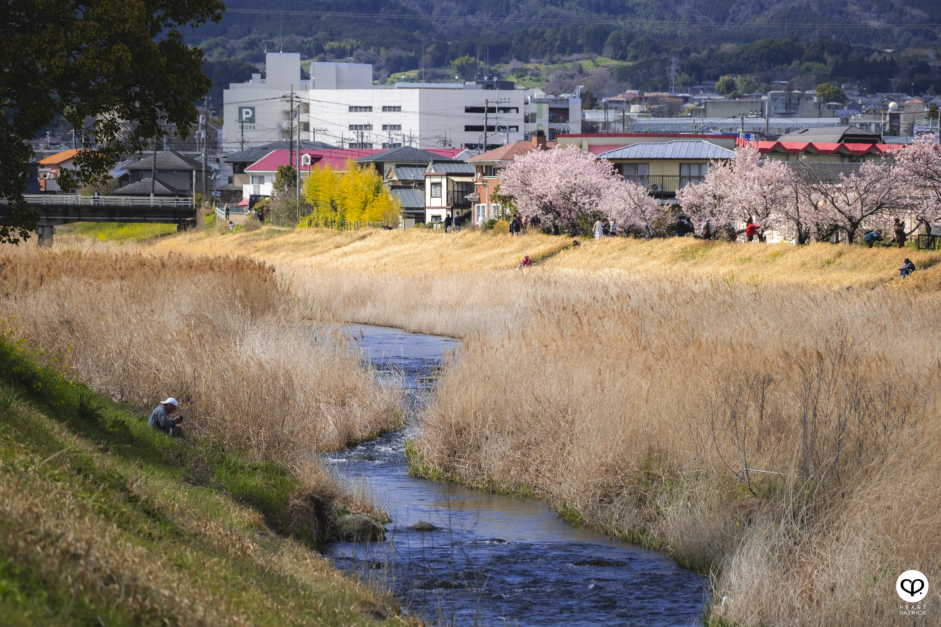 heartpatrick travel japan kanagawa sakura hanami spring flowers
