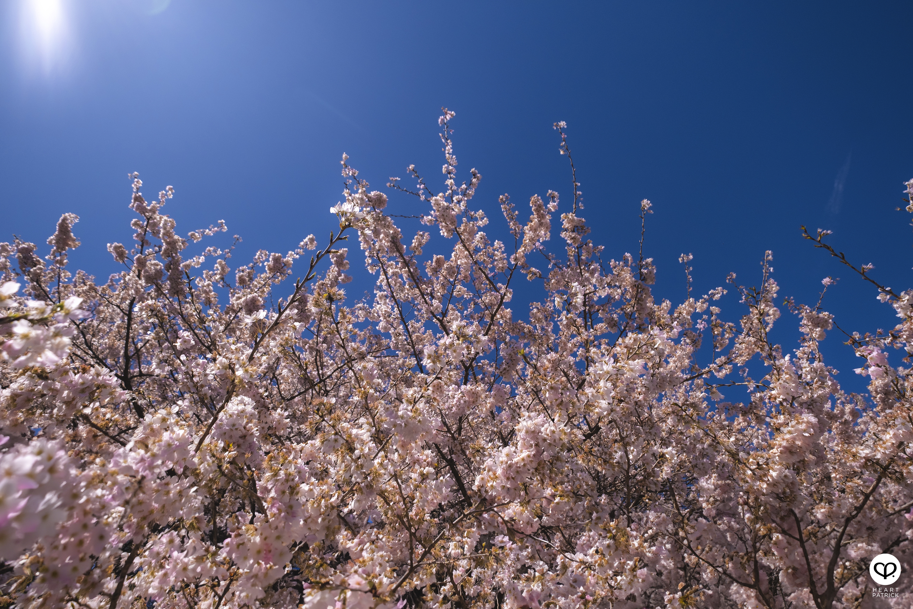 heartpatrick travel japan kanagawa sakura hanami spring flowers