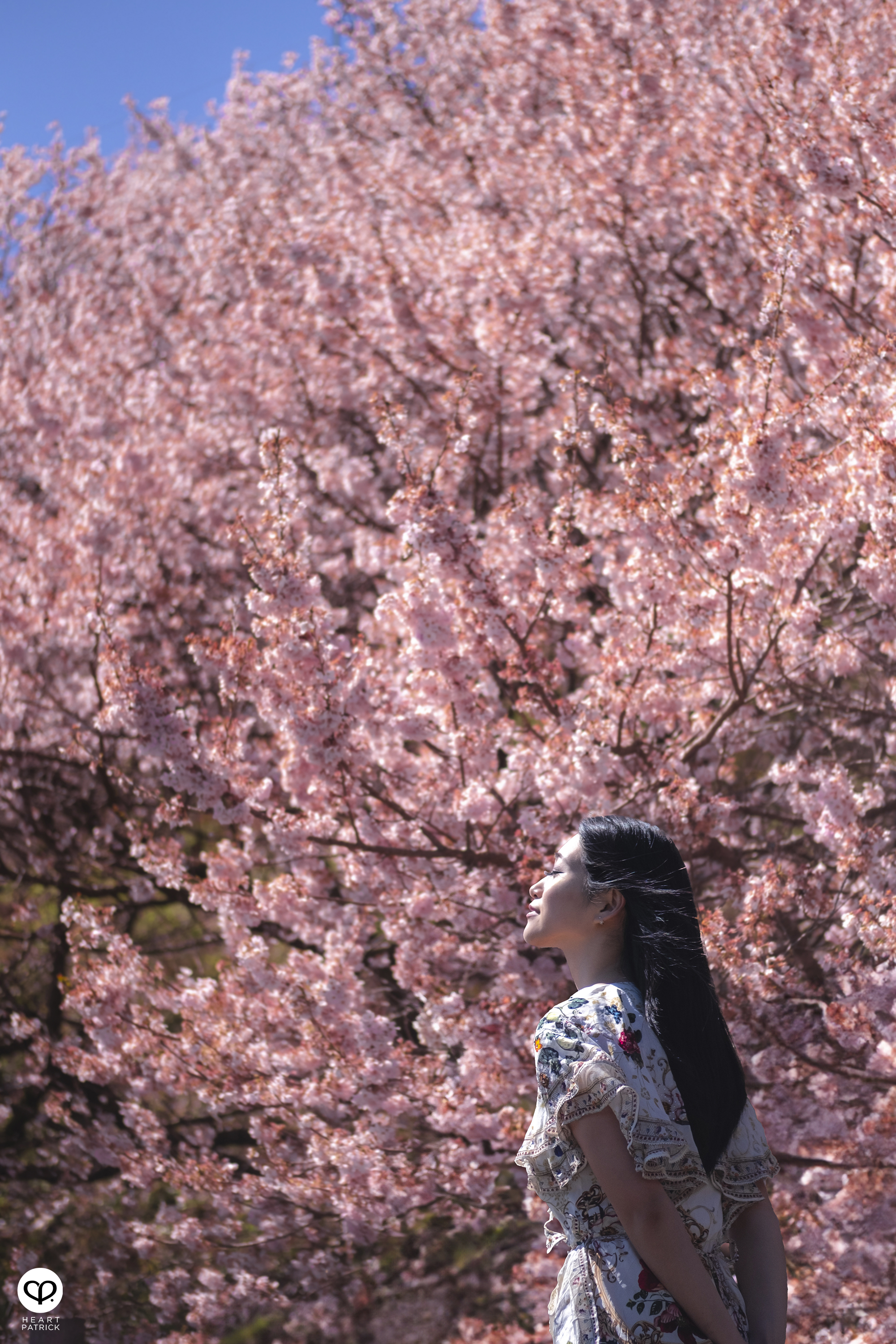 heartpatrick travel japan kanagawa sakura hanami spring flowers