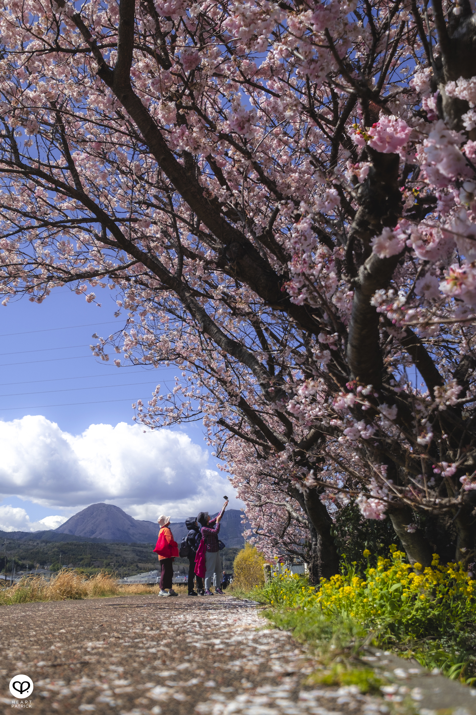 heartpatrick travel japan kanagawa sakura hanami spring flowers