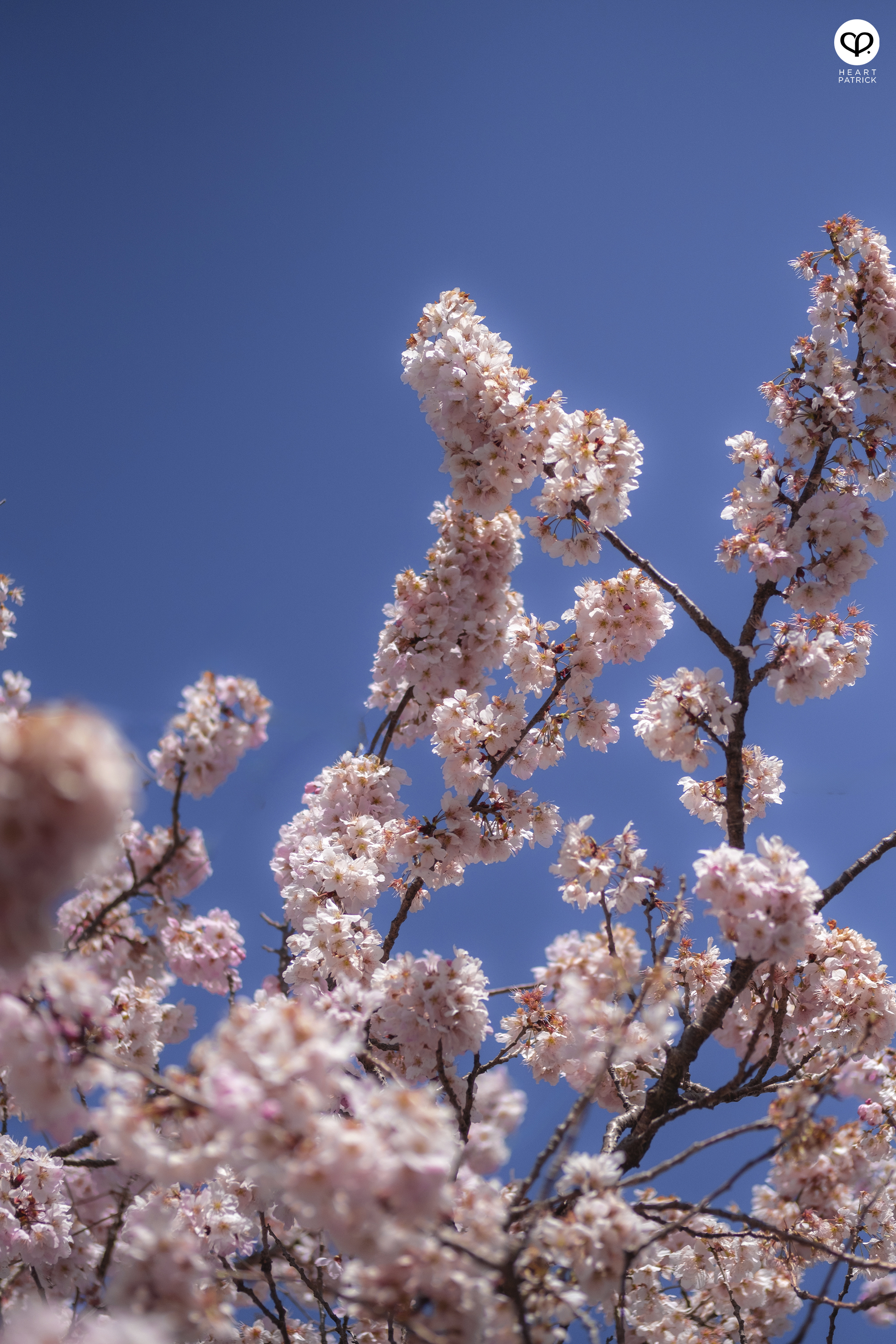 heartpatrick travel japan kanagawa sakura hanami spring flowers