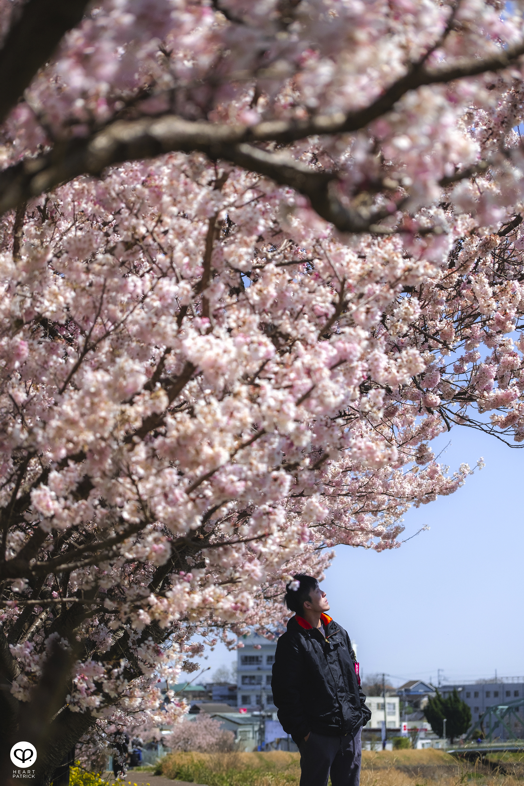 heartpatrick travel japan kanagawa sakura hanami spring flowers