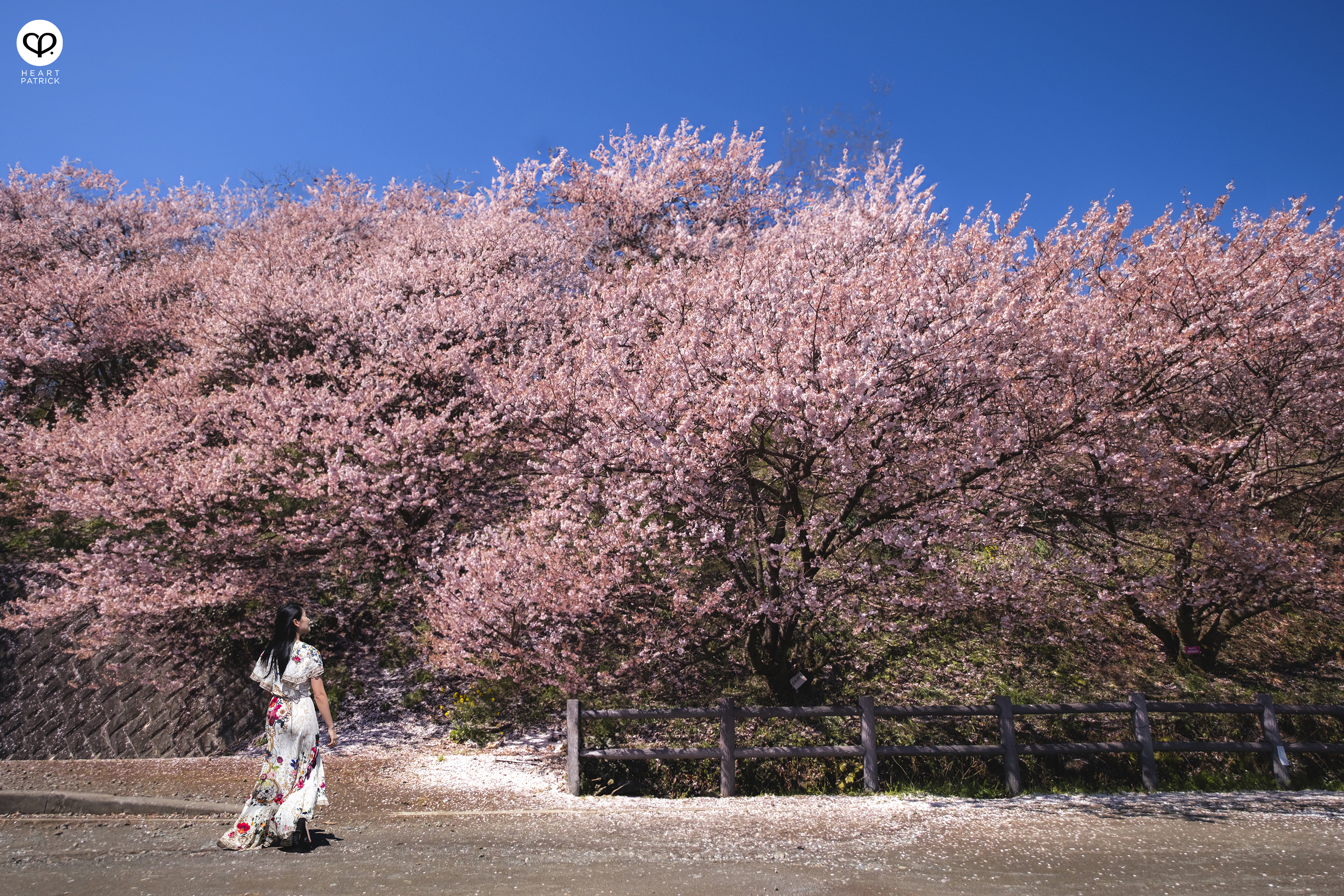 heartpatrick travel japan kanagawa sakura hanami spring flowers