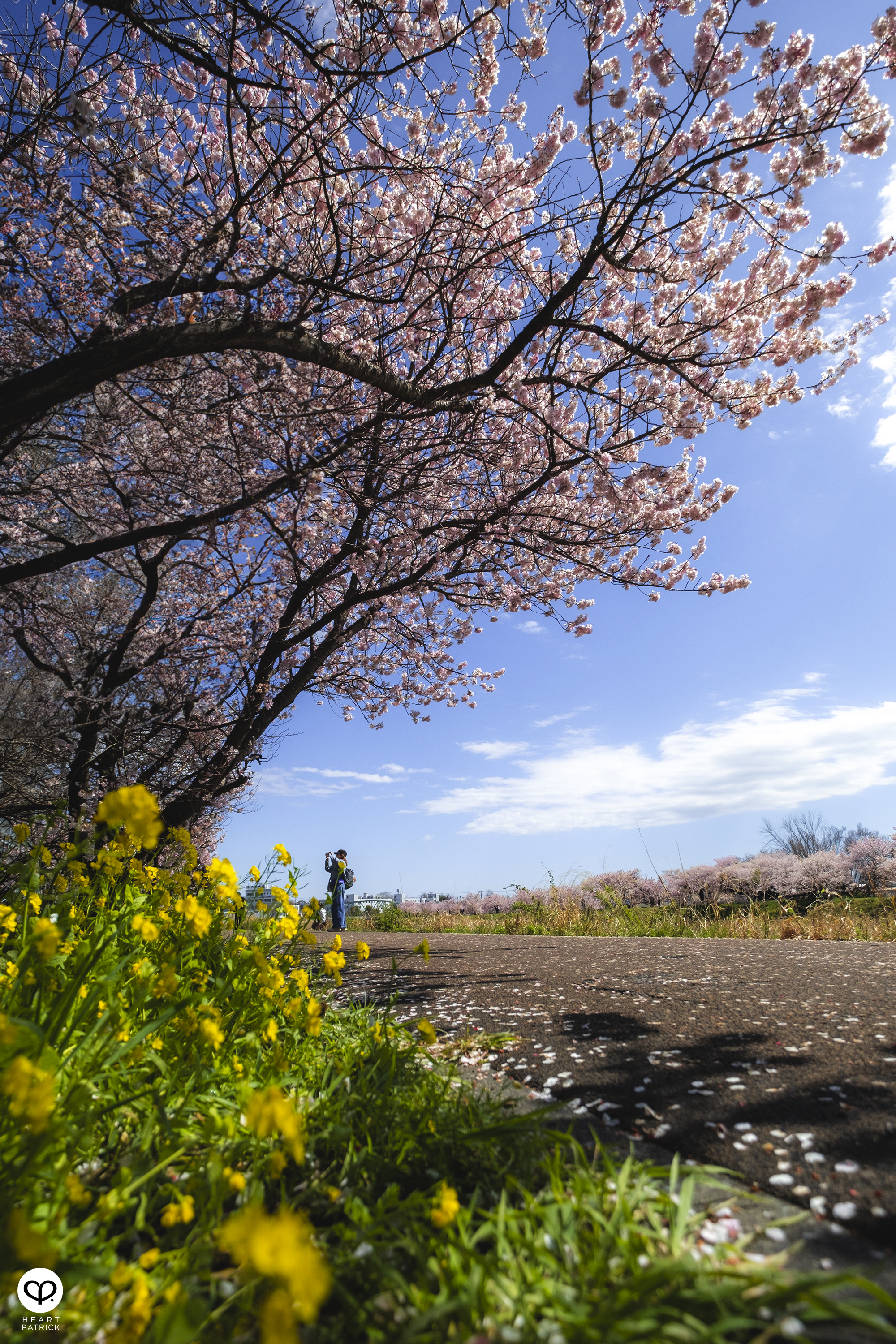 heartpatrick travel japan kanagawa sakura hanami spring flowers