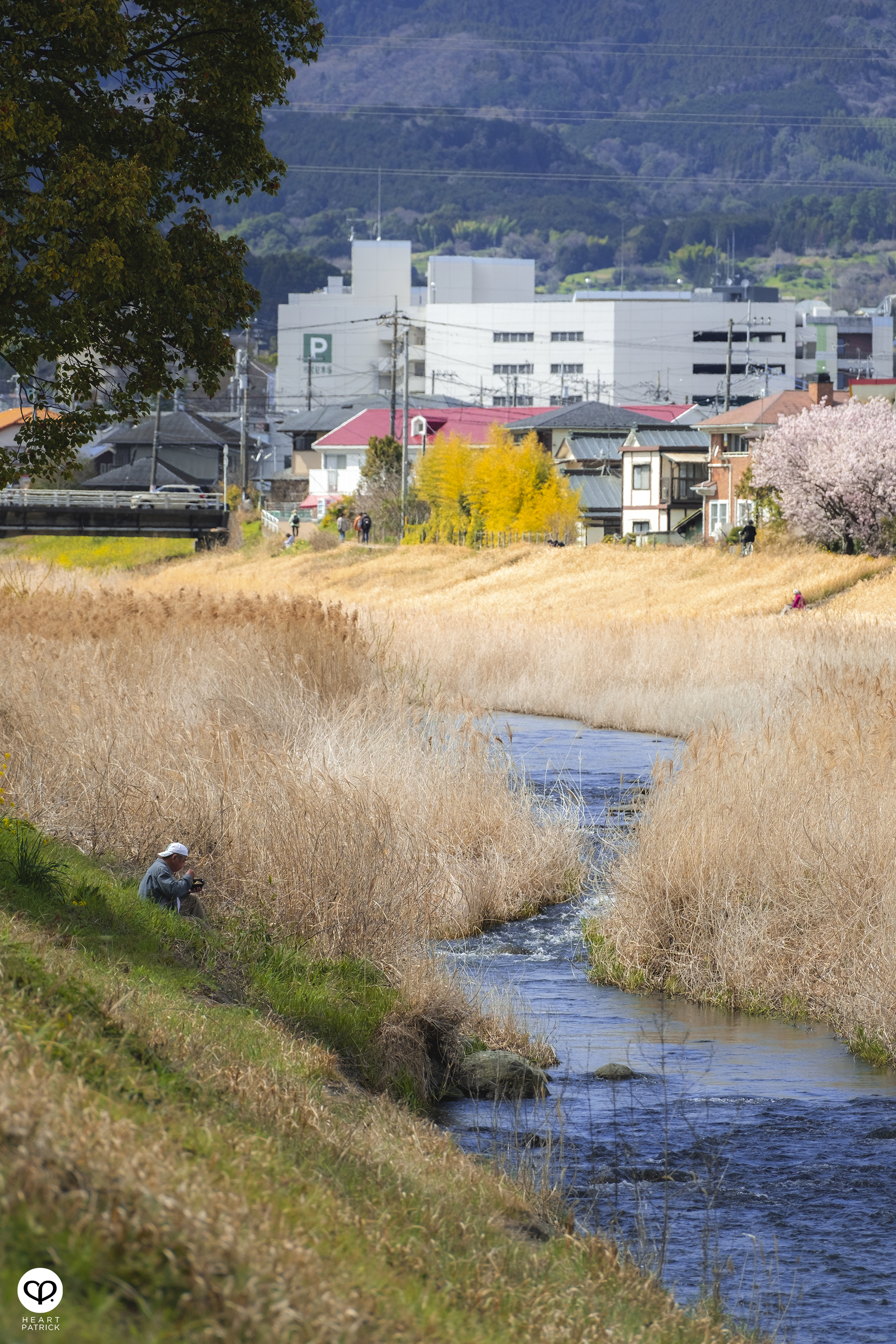 heartpatrick travel japan kanagawa sakura hanami spring flowers