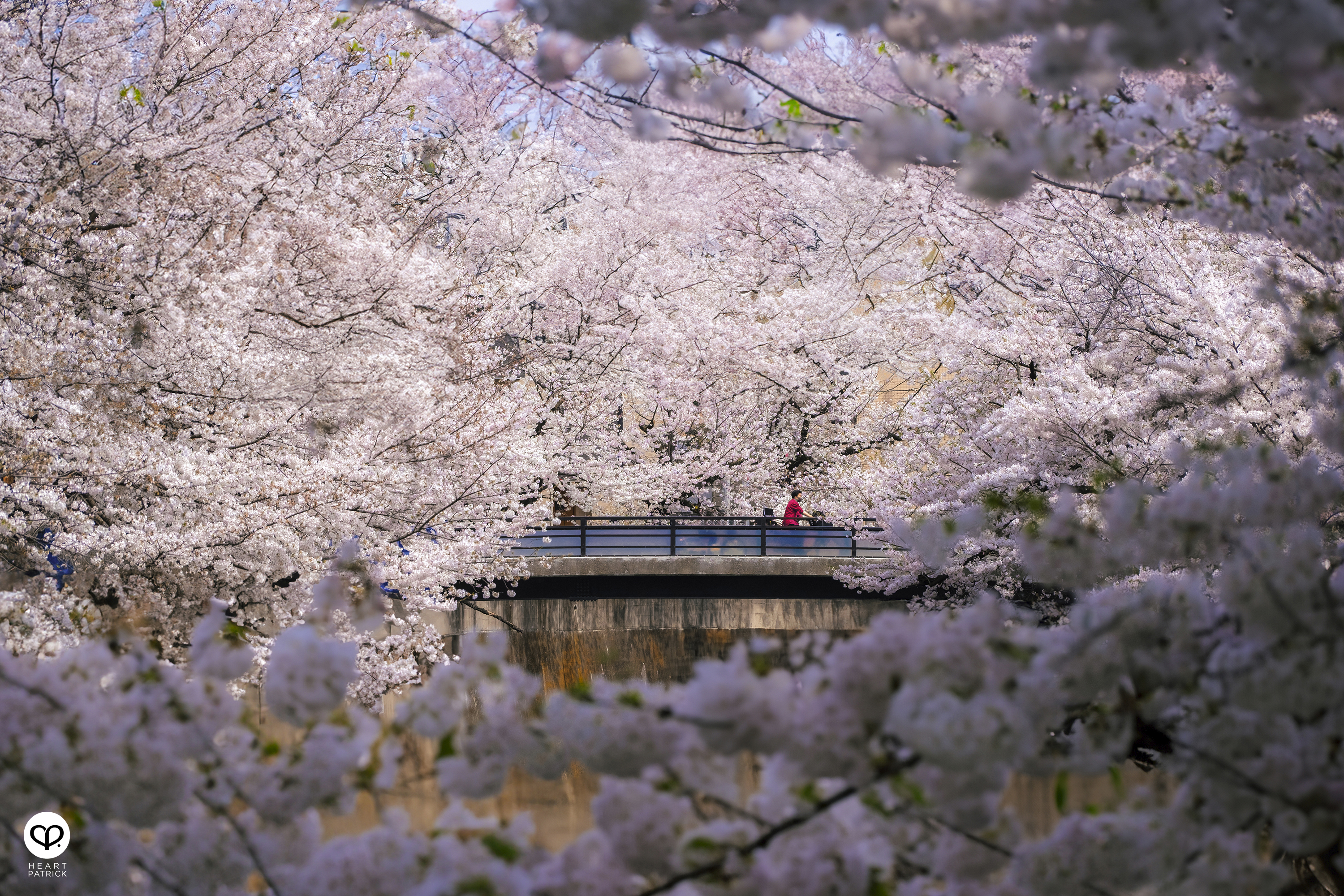 heartpatrick travel japan tokyo sakura hanami season flower spring street photography