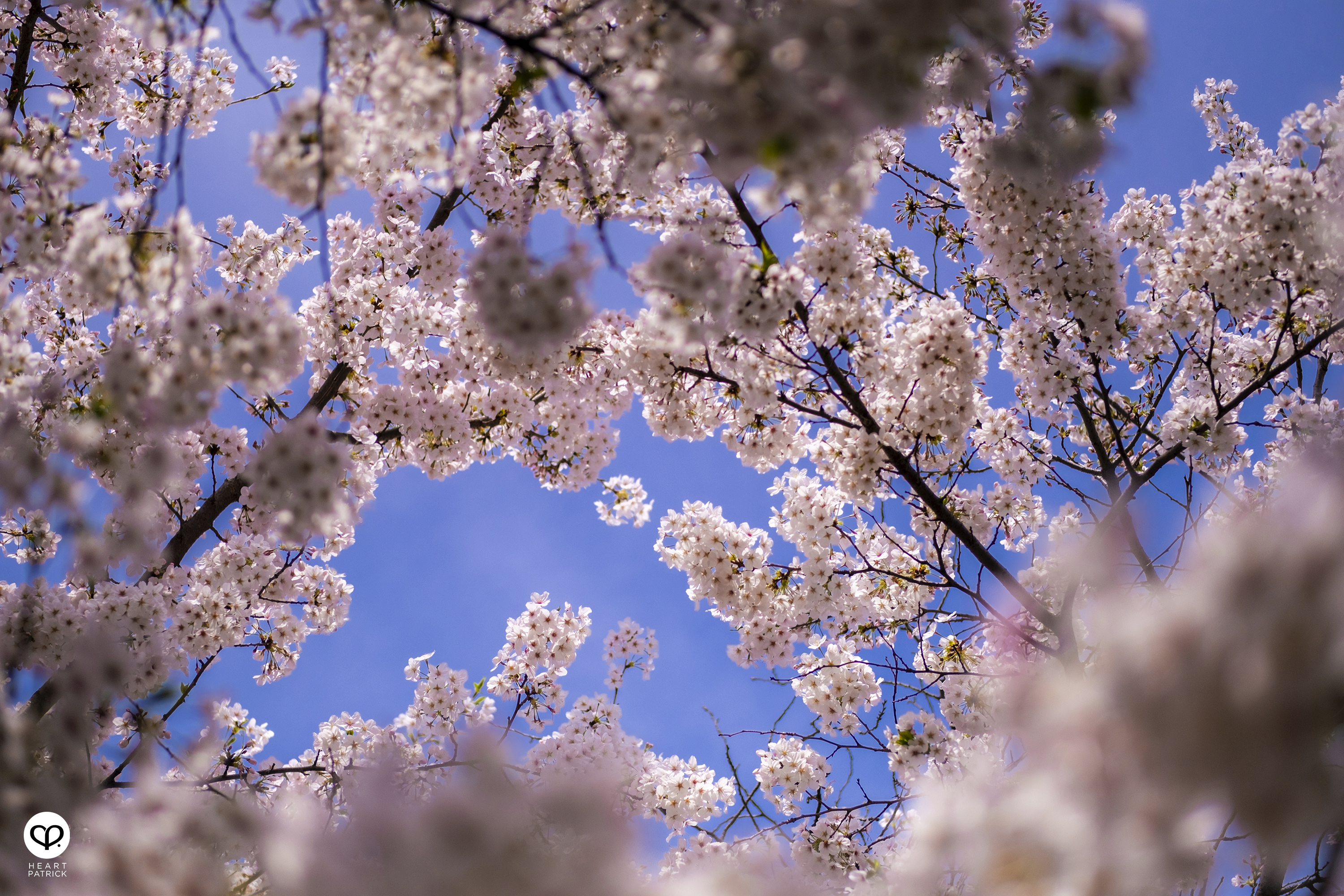 heartpatrick travel japan tokyo sakura hanami season flower spring street photography